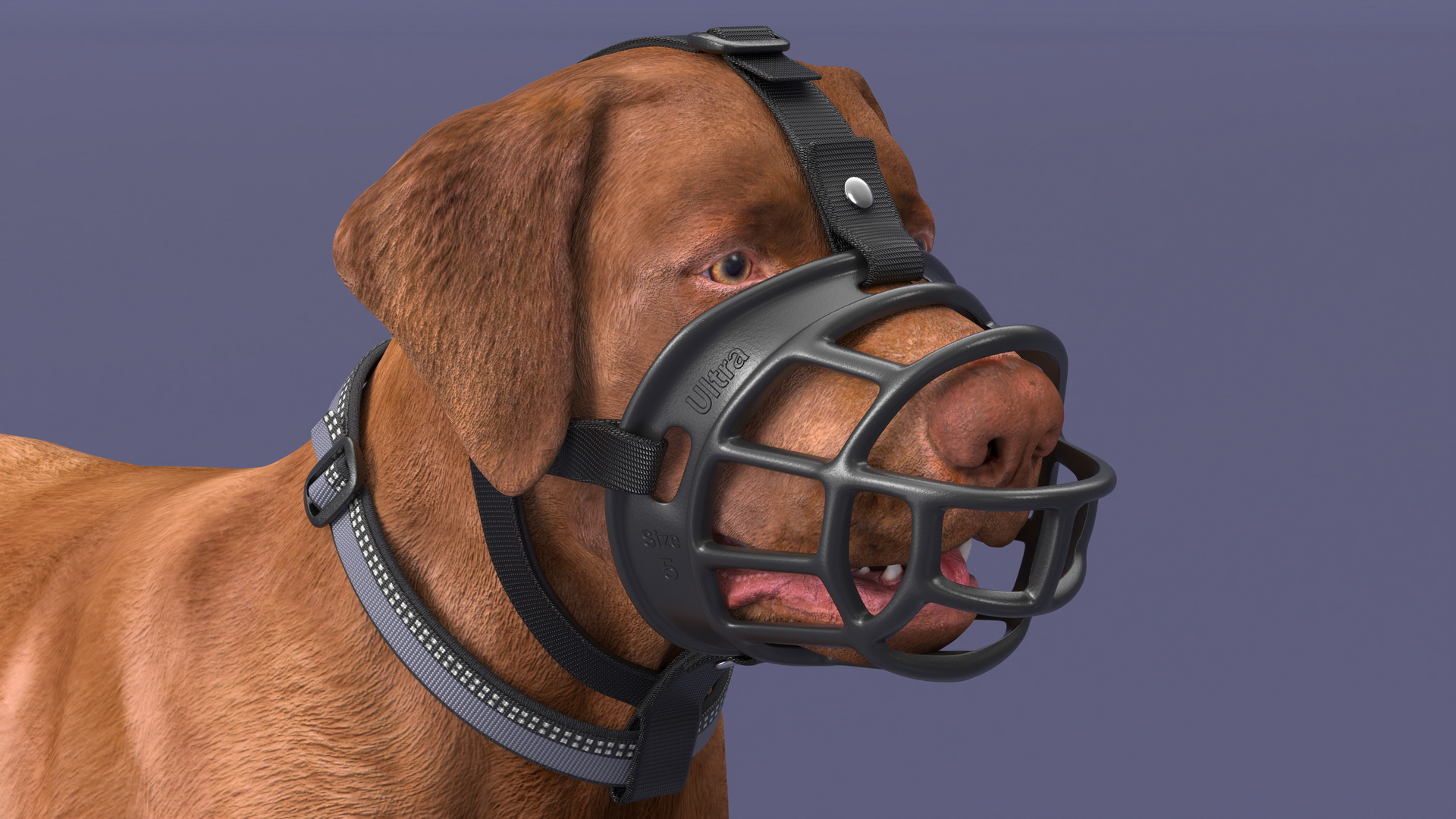 Brown Labrador Wearing Muzzle 3D model