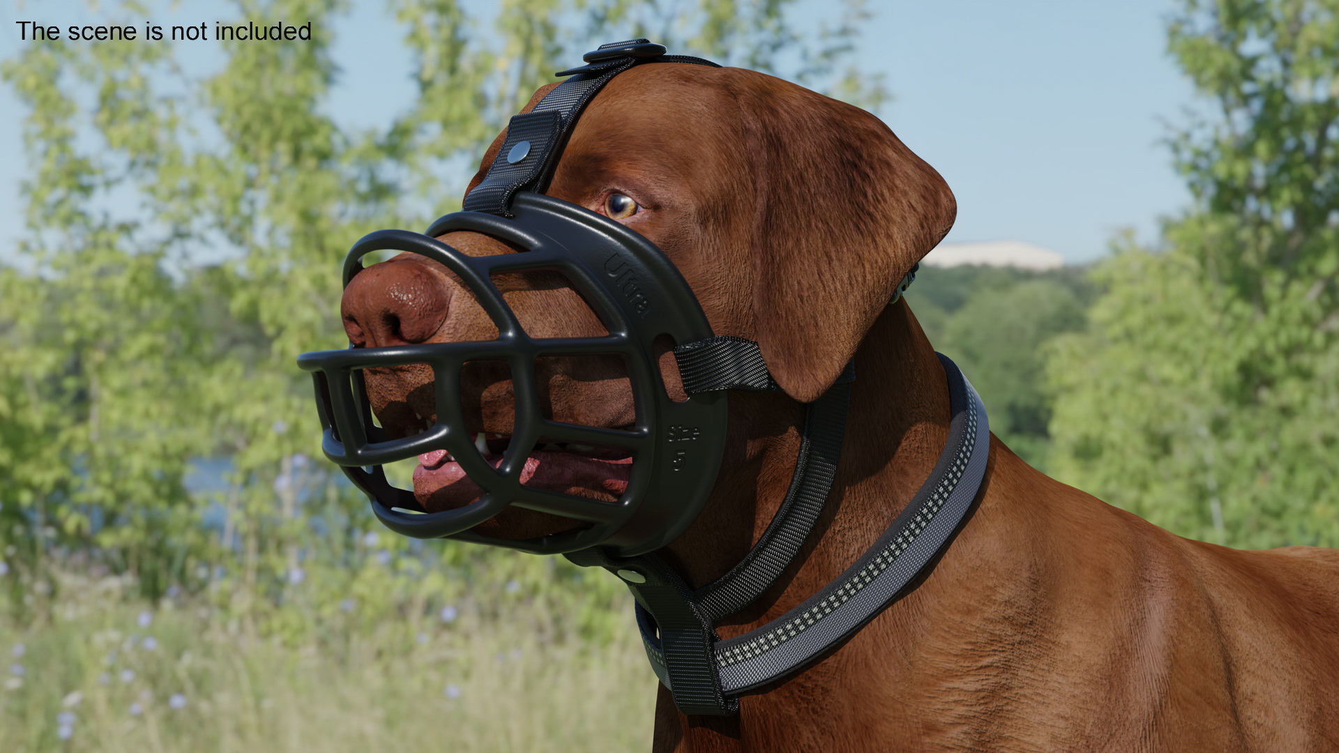 Brown Labrador Wearing Muzzle 3D model