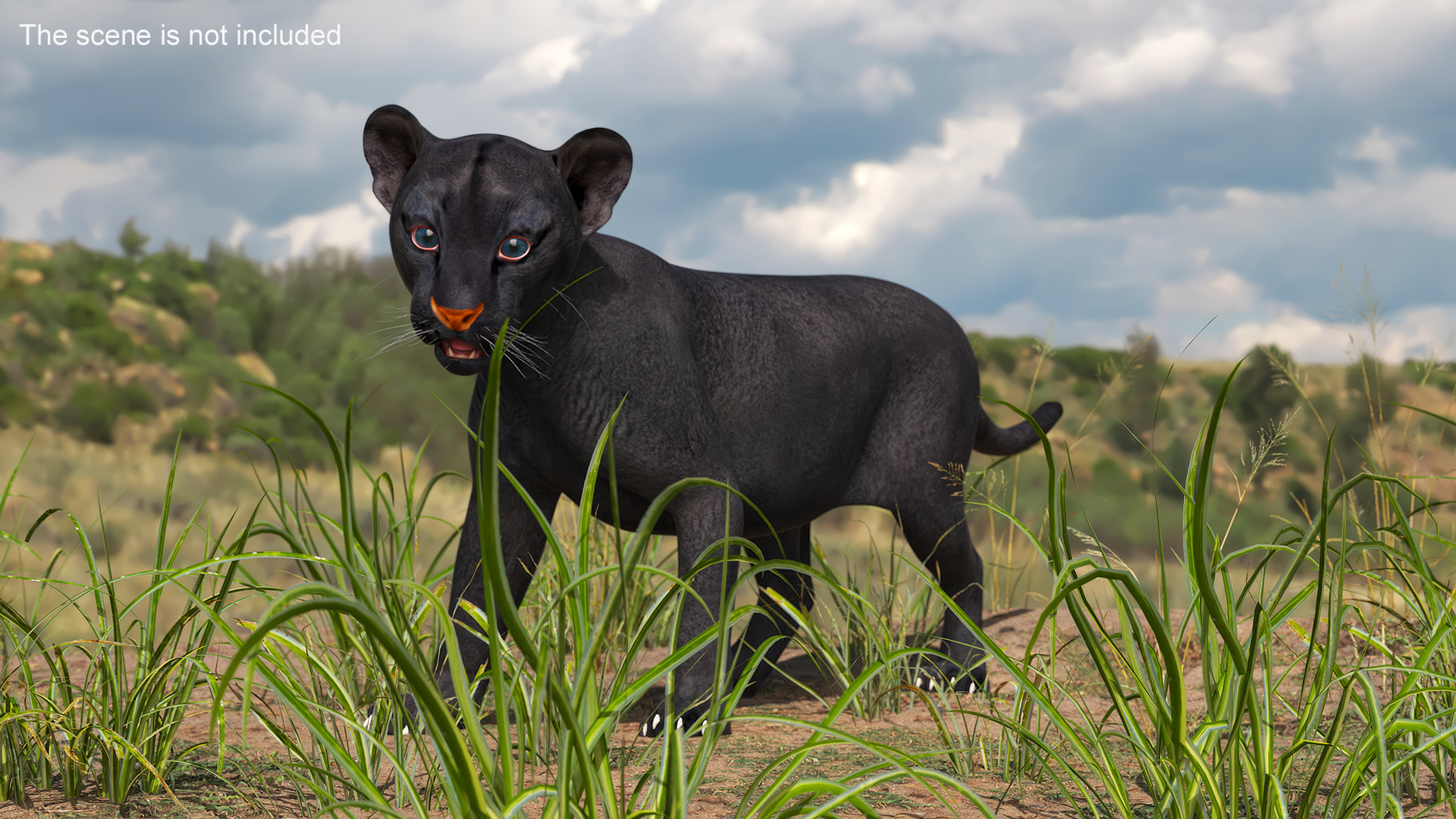 Baby Black Panther Cub 3D