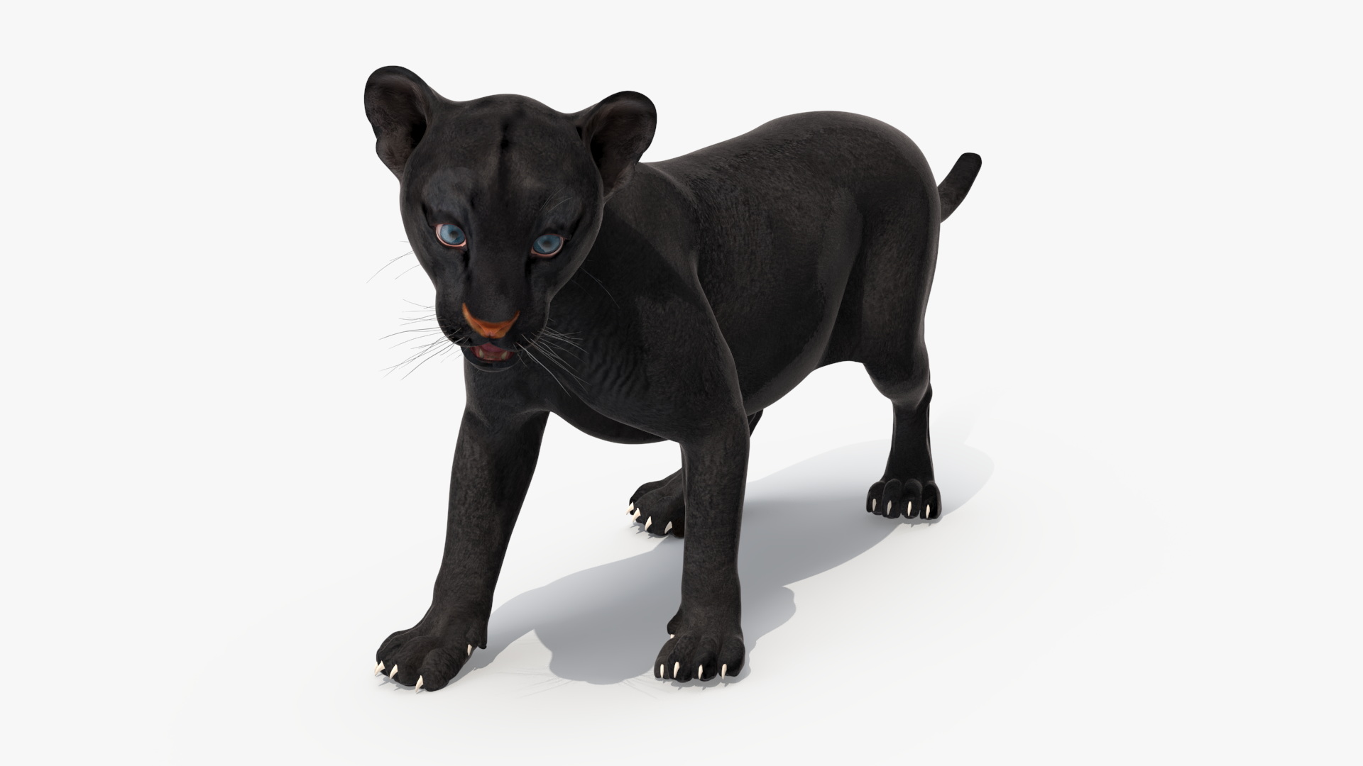 Baby Black Panther Cub 3D