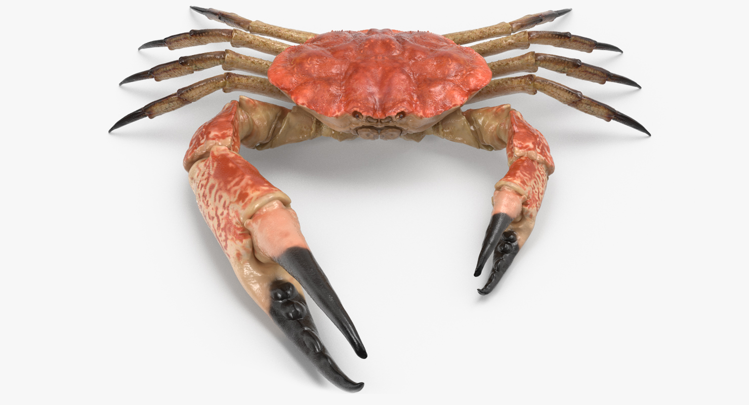 3D model Tasmanian Giant Crab