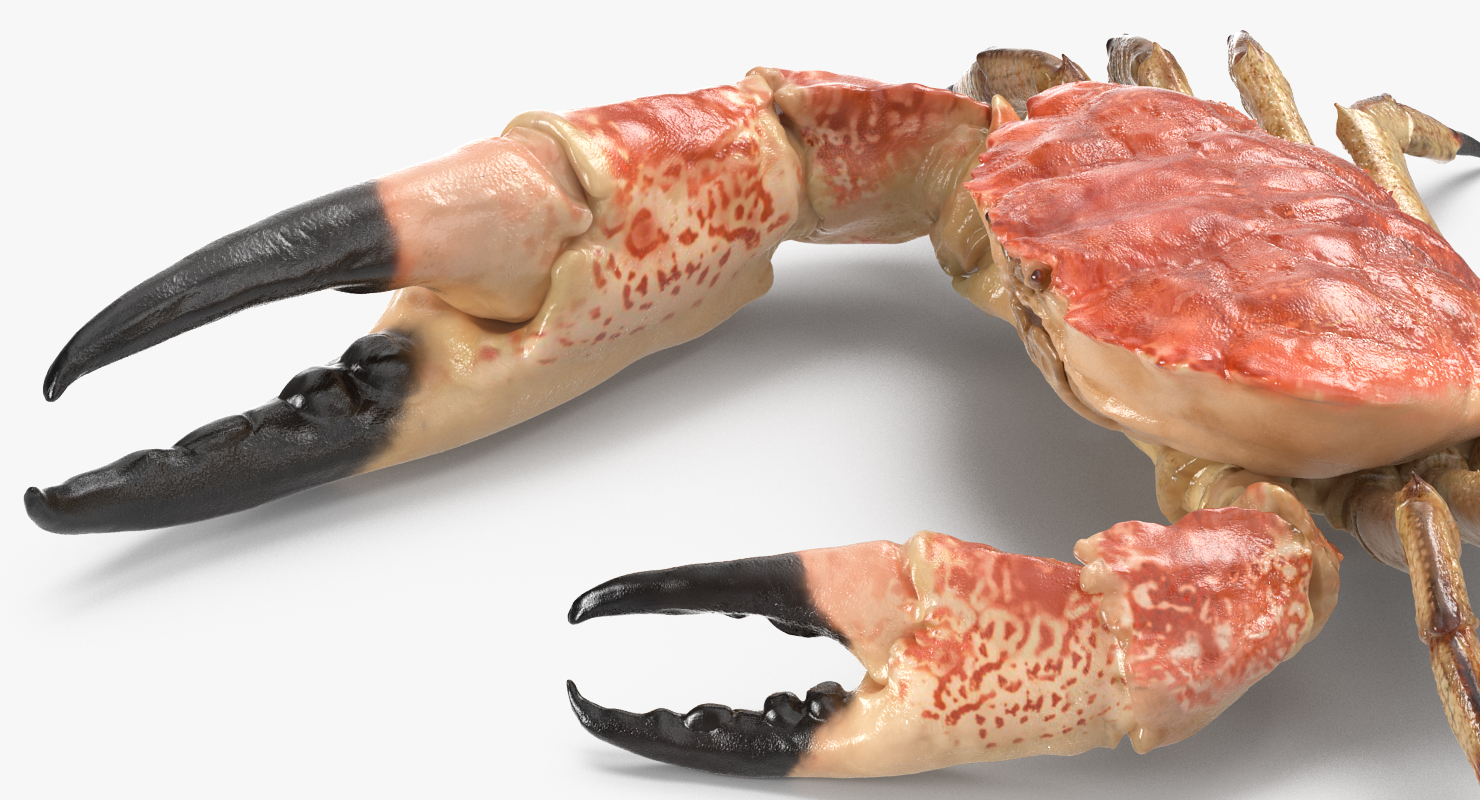 3D model Tasmanian Giant Crab