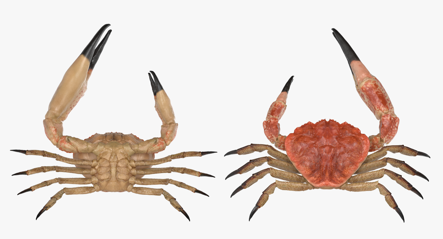 3D model Tasmanian Giant Crab