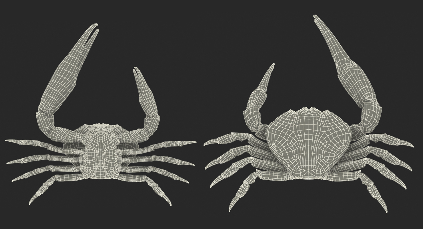 3D model Tasmanian Giant Crab