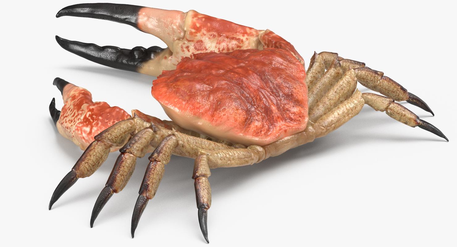 3D model Tasmanian Giant Crab