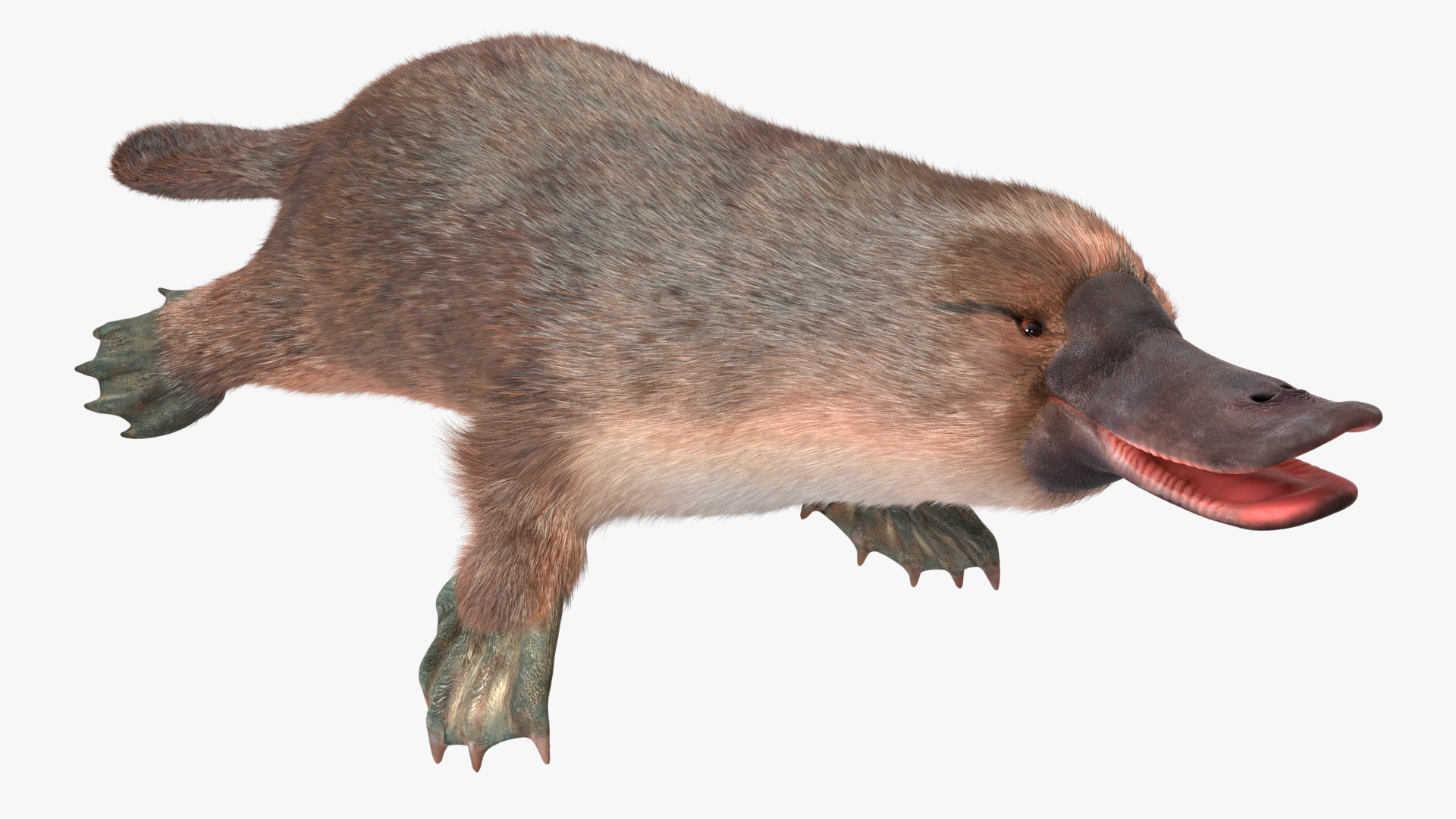 Platypus Fur 3D