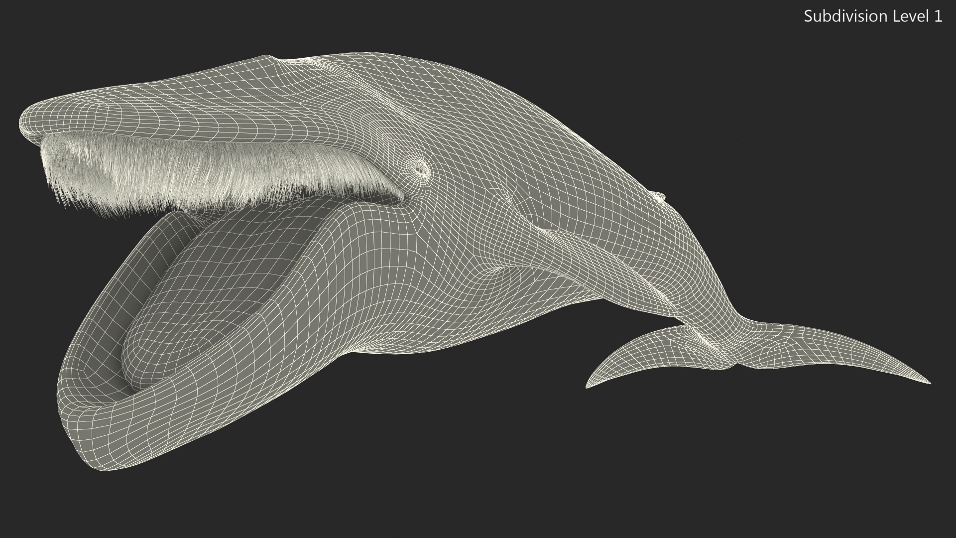 3D Blue Whale Fur Rigged