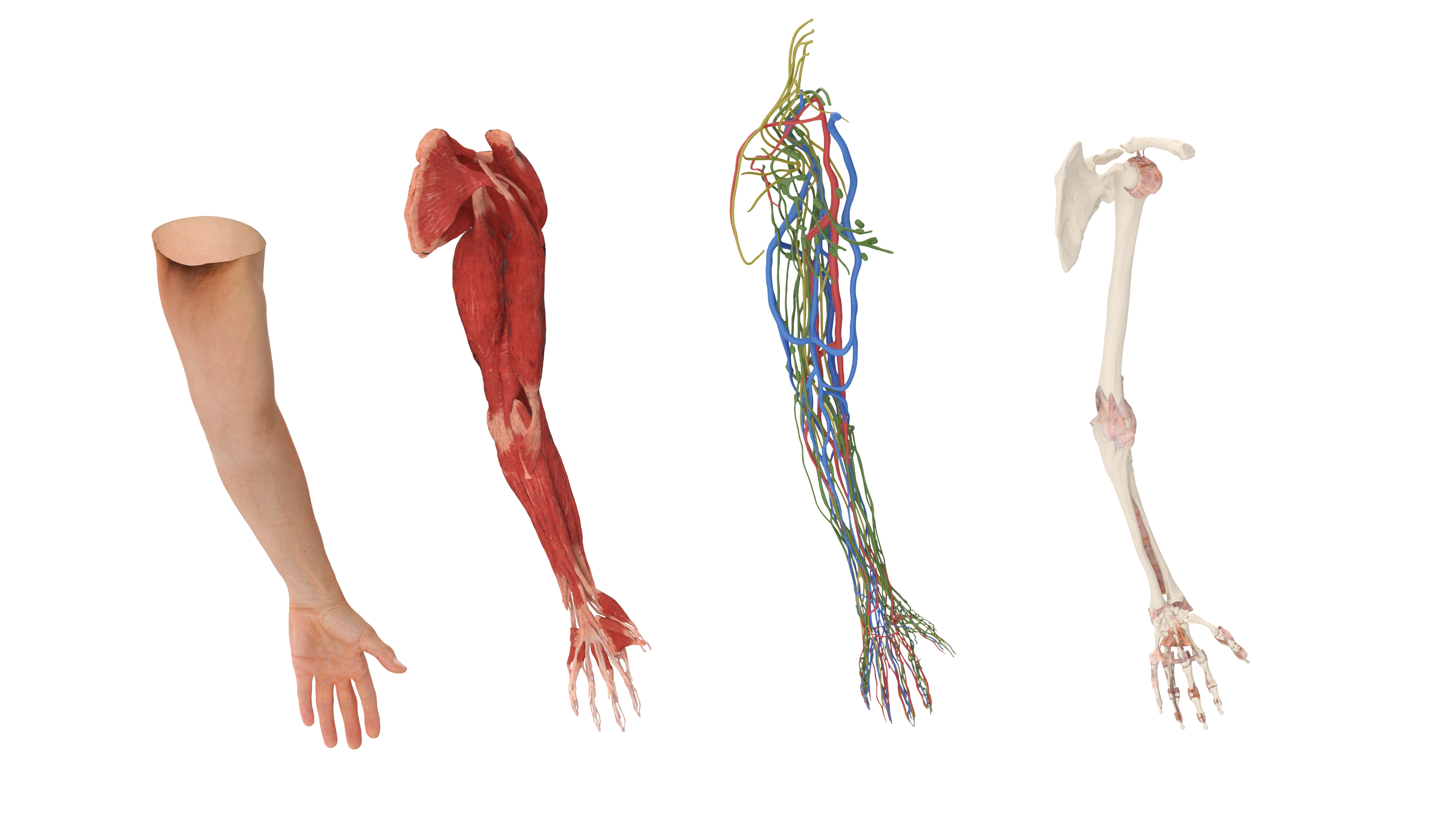 3D Arm Realistic Male Anatomy