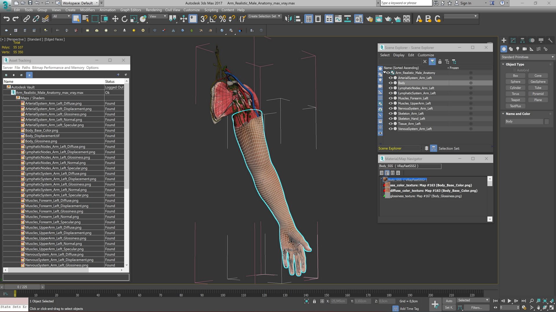 3D Arm Realistic Male Anatomy