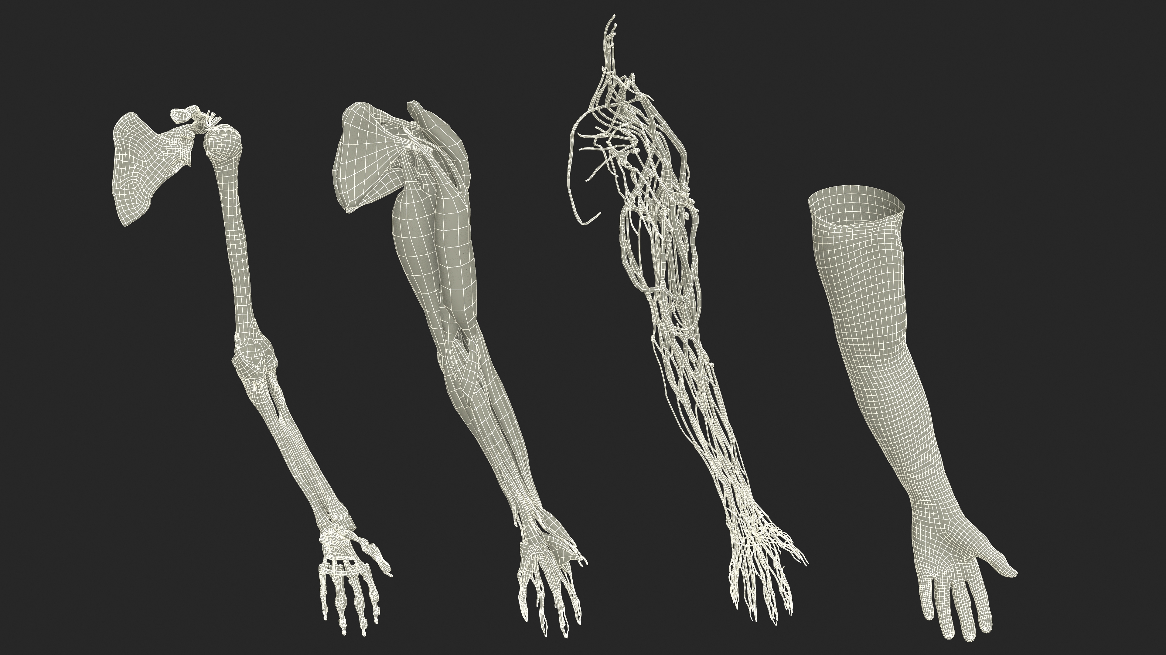 3D Arm Realistic Male Anatomy