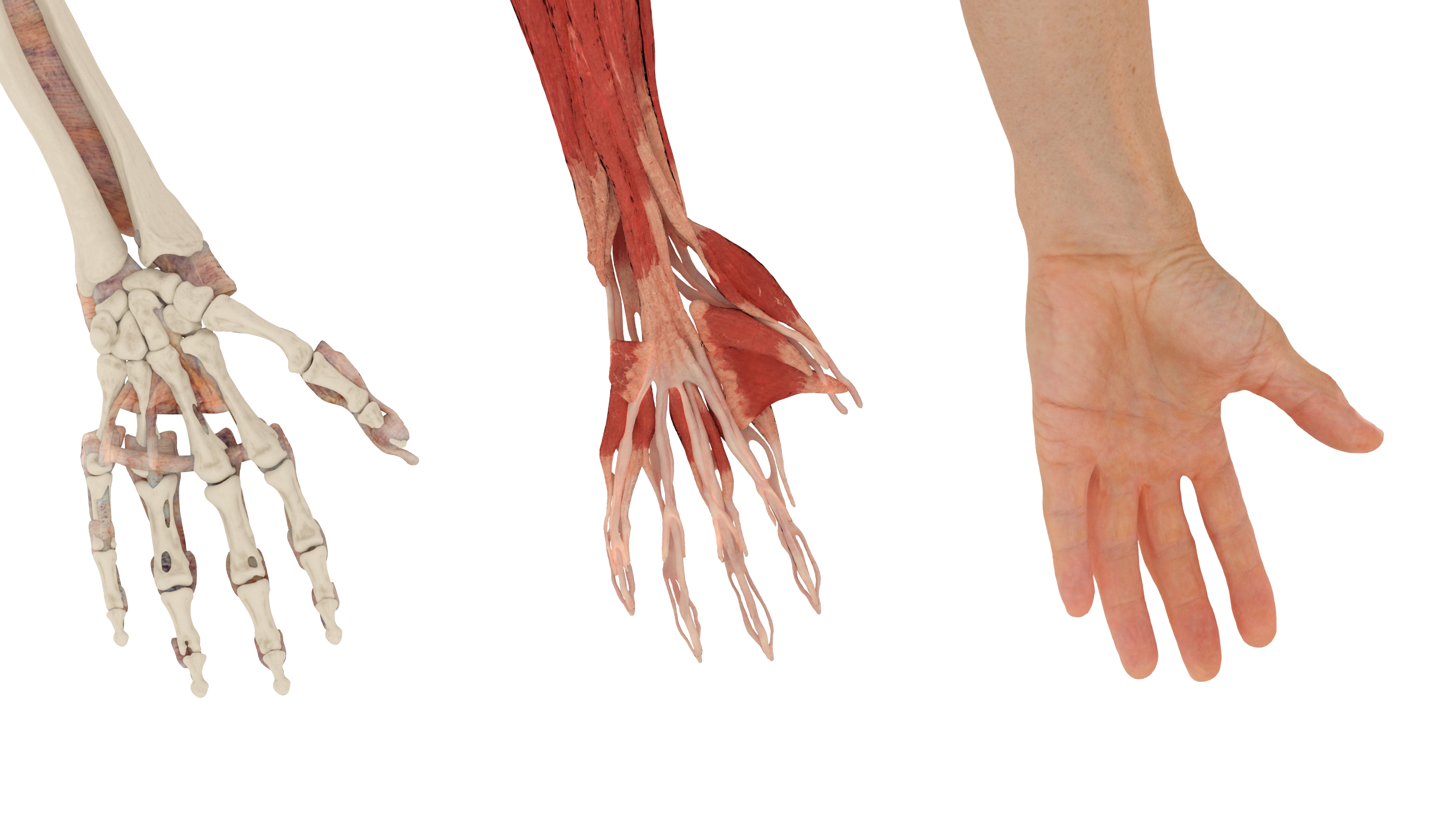 3D Arm Realistic Male Anatomy