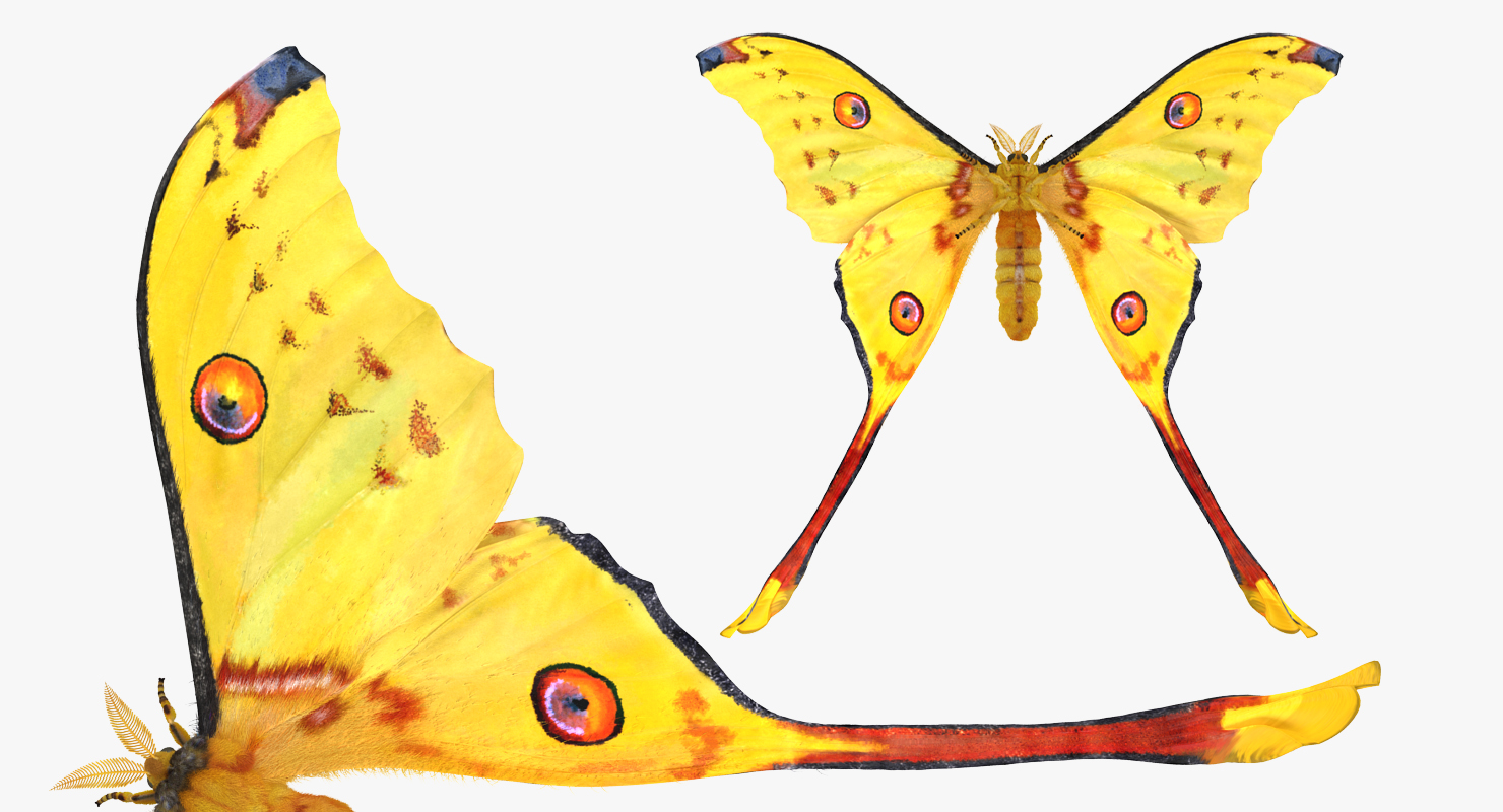 Comet Moth with Fur 3D model