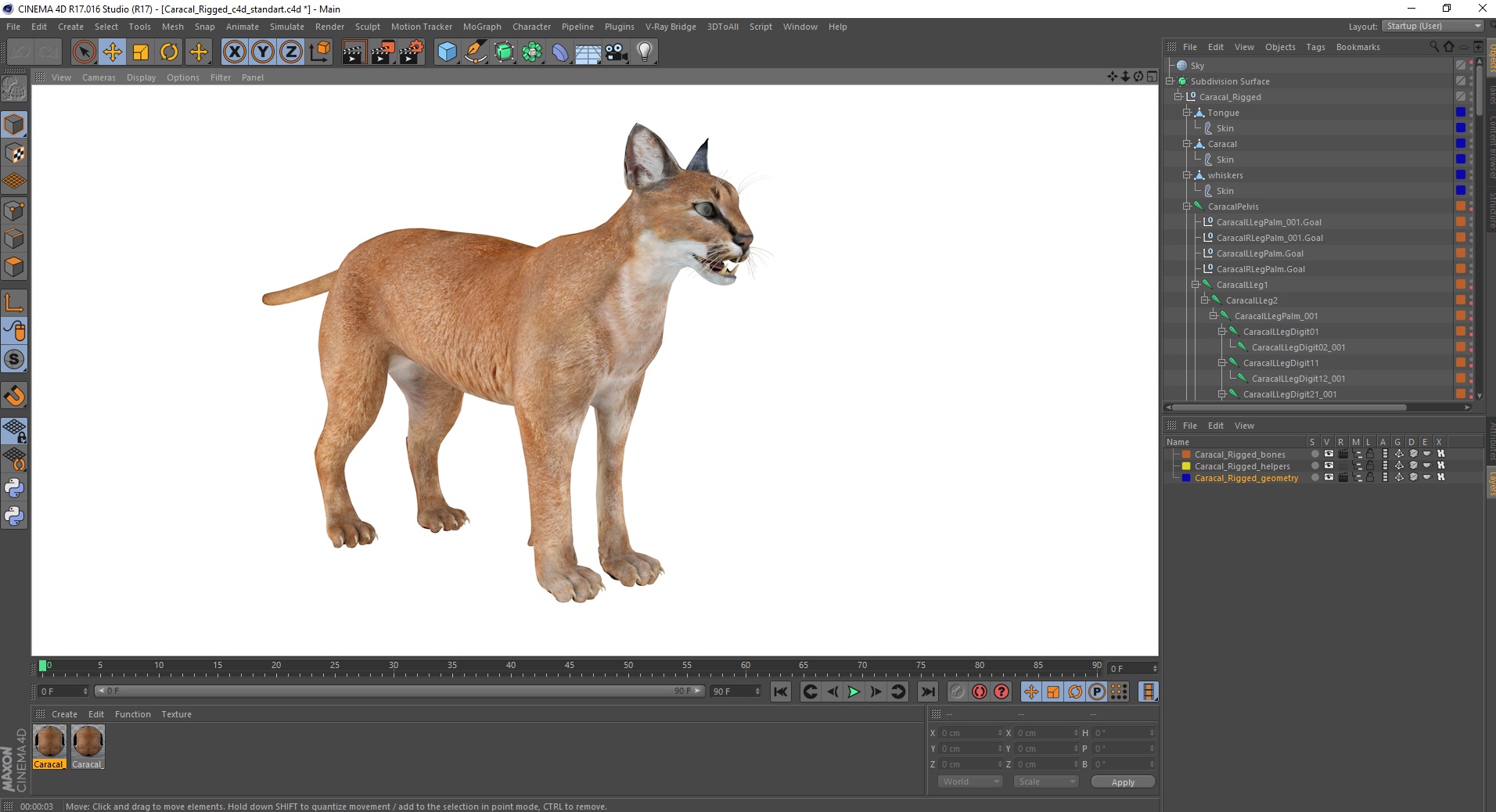 3D Caracal Rigged for Cinema 4D model