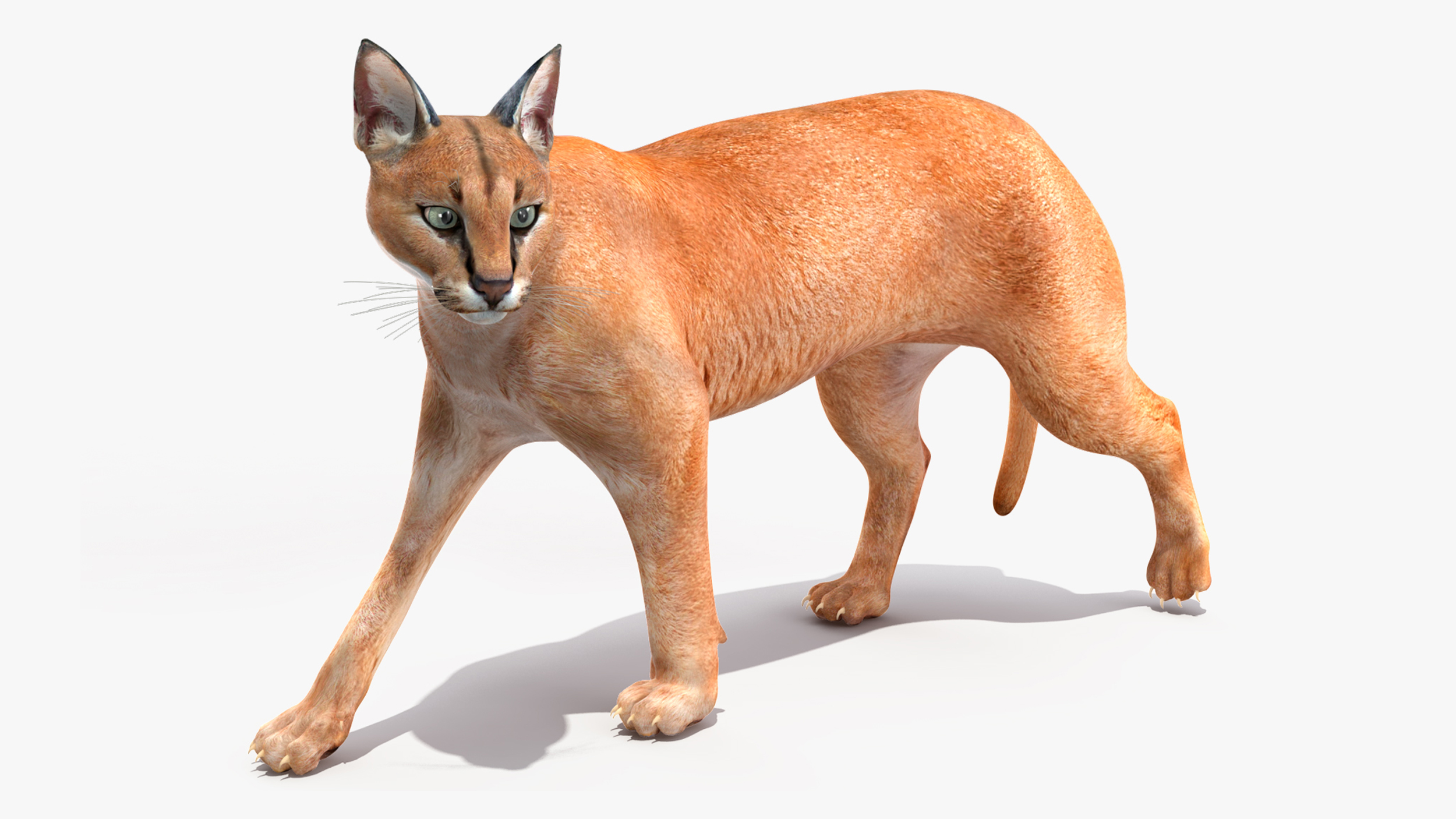 3D Caracal Rigged for Cinema 4D model