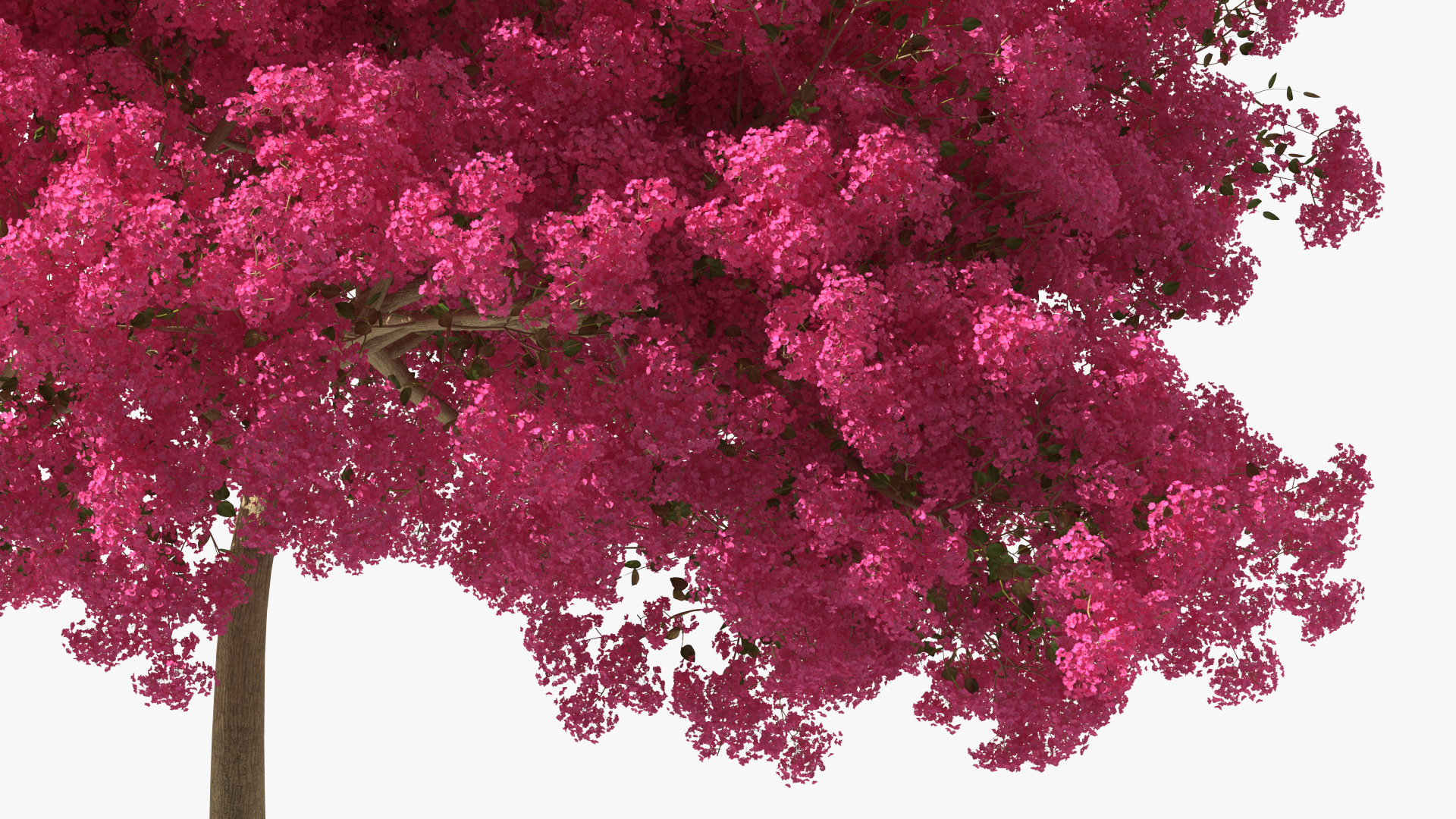 Handroanthus Impetiginosus Foliage 3D model