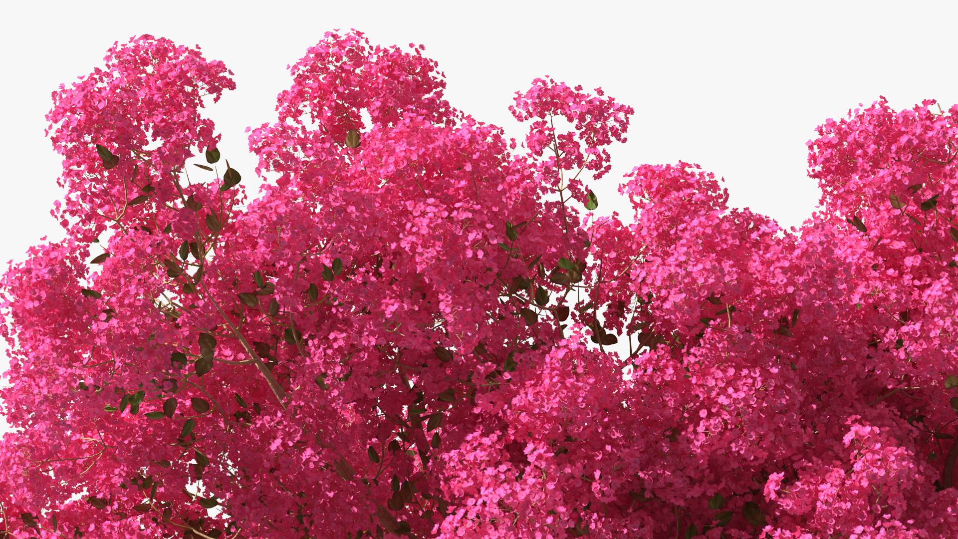 Handroanthus Impetiginosus Foliage 3D model