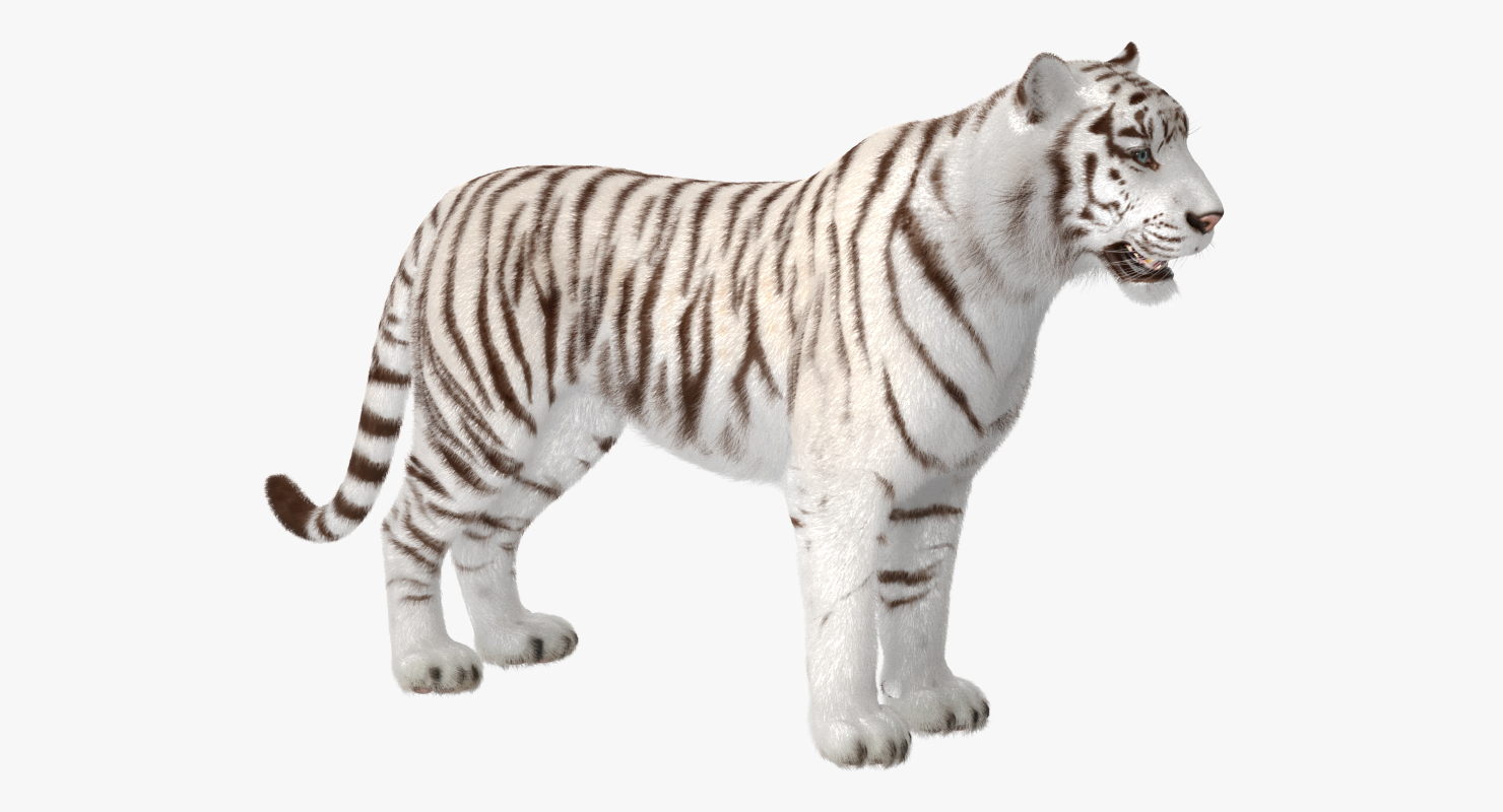 3D model White Tiger with Fur