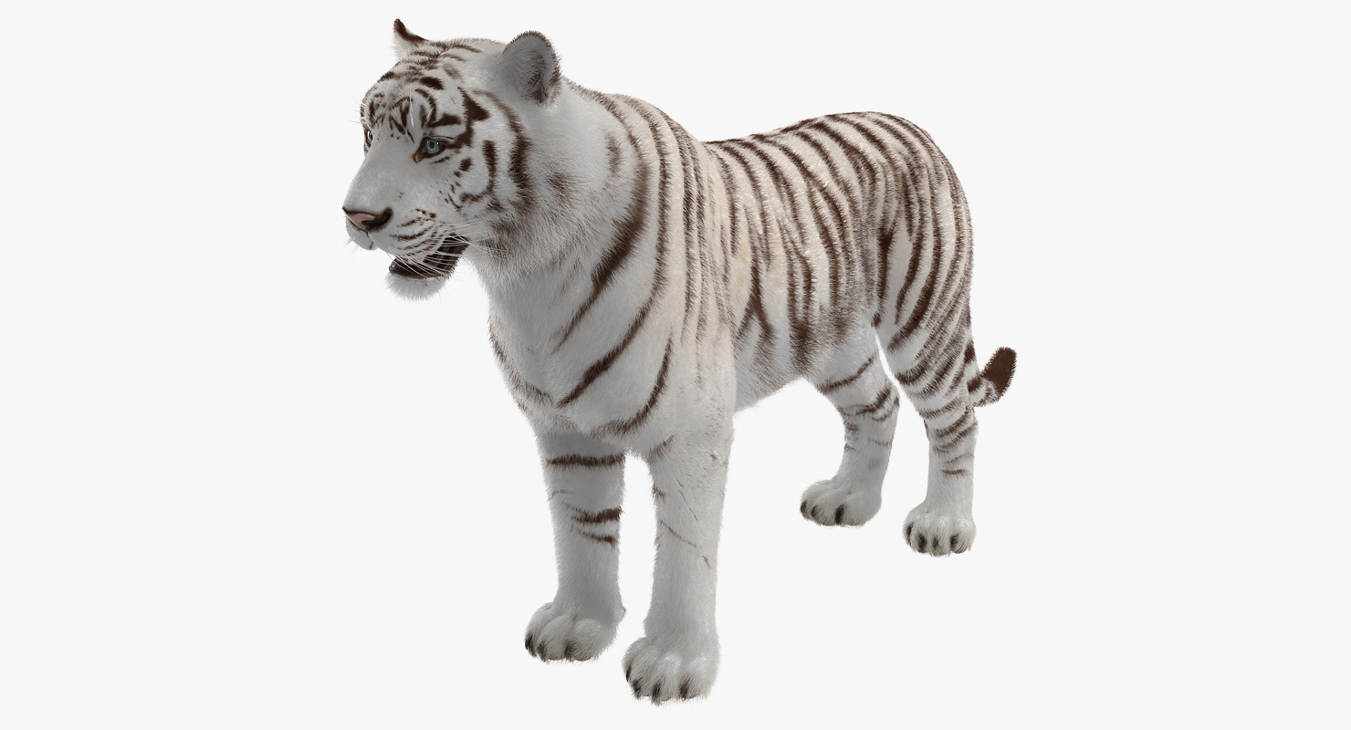 3D model White Tiger with Fur