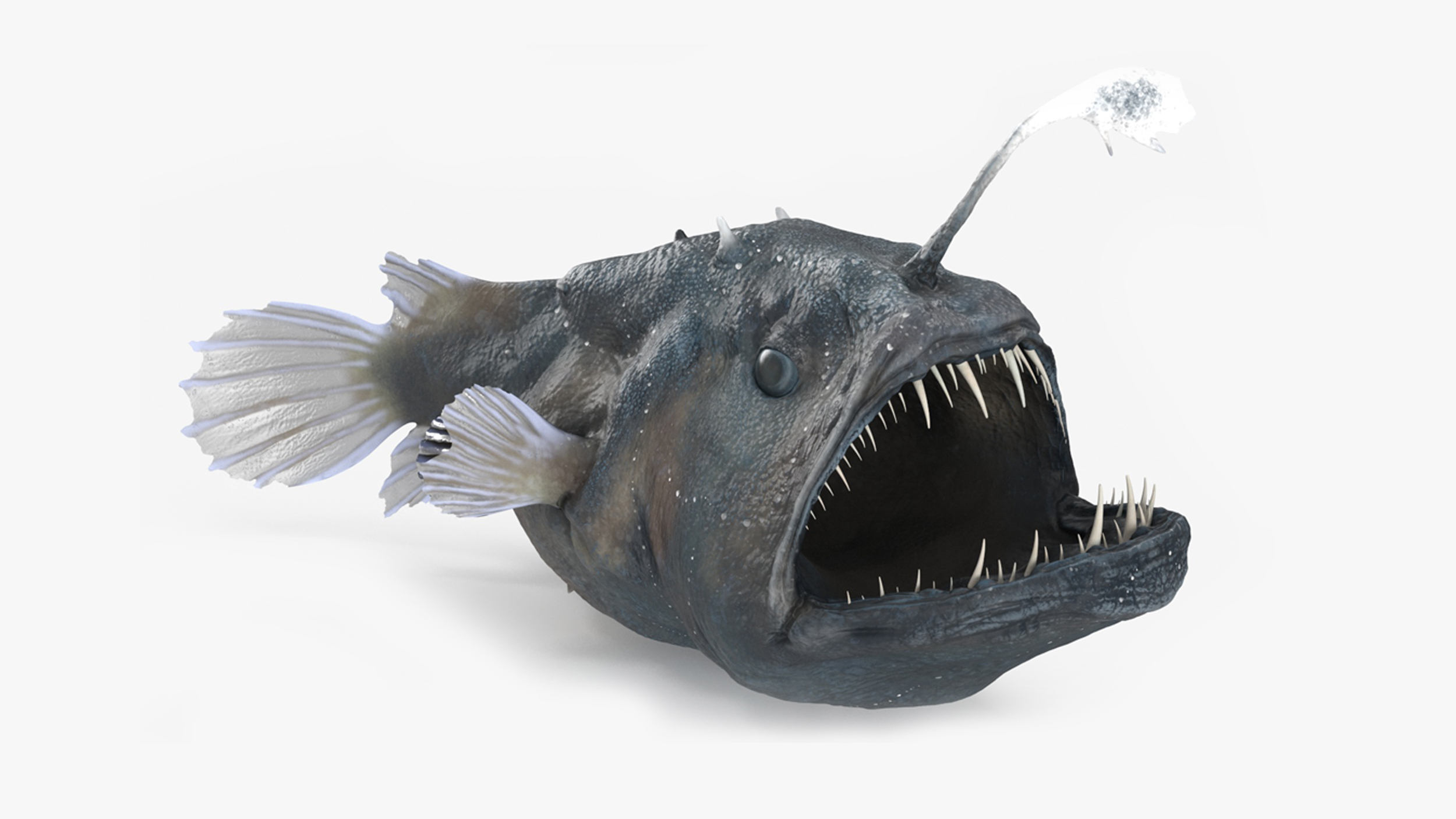 3D Anglerfish Rigged for Maya