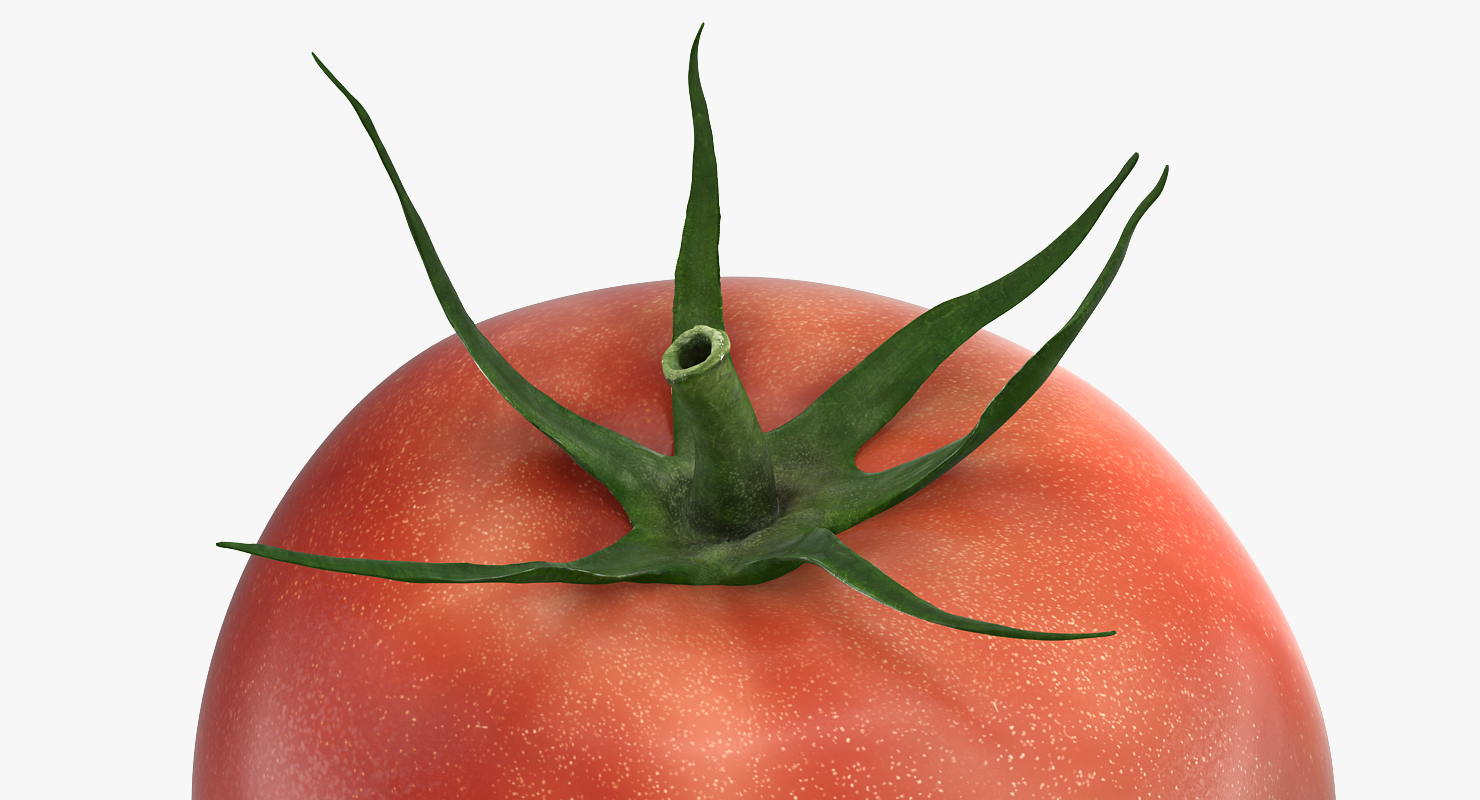 3D model Tomato