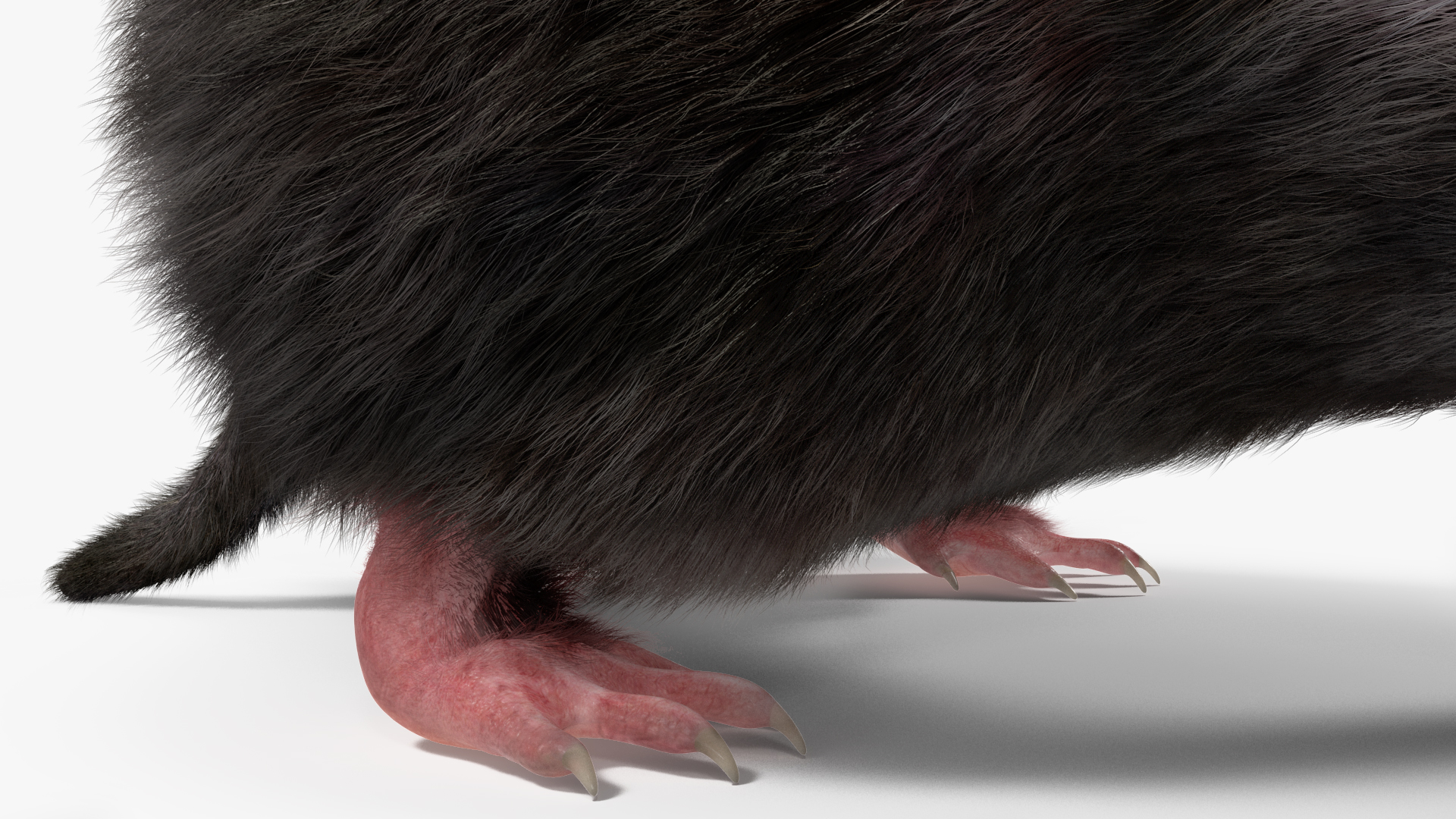 3D model Realistic Mole Animal Fur