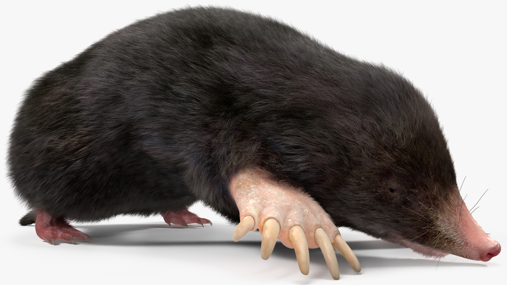 3D model Realistic Mole Animal Fur