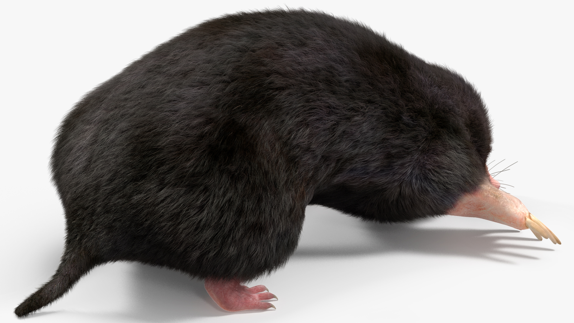 3D model Realistic Mole Animal Fur