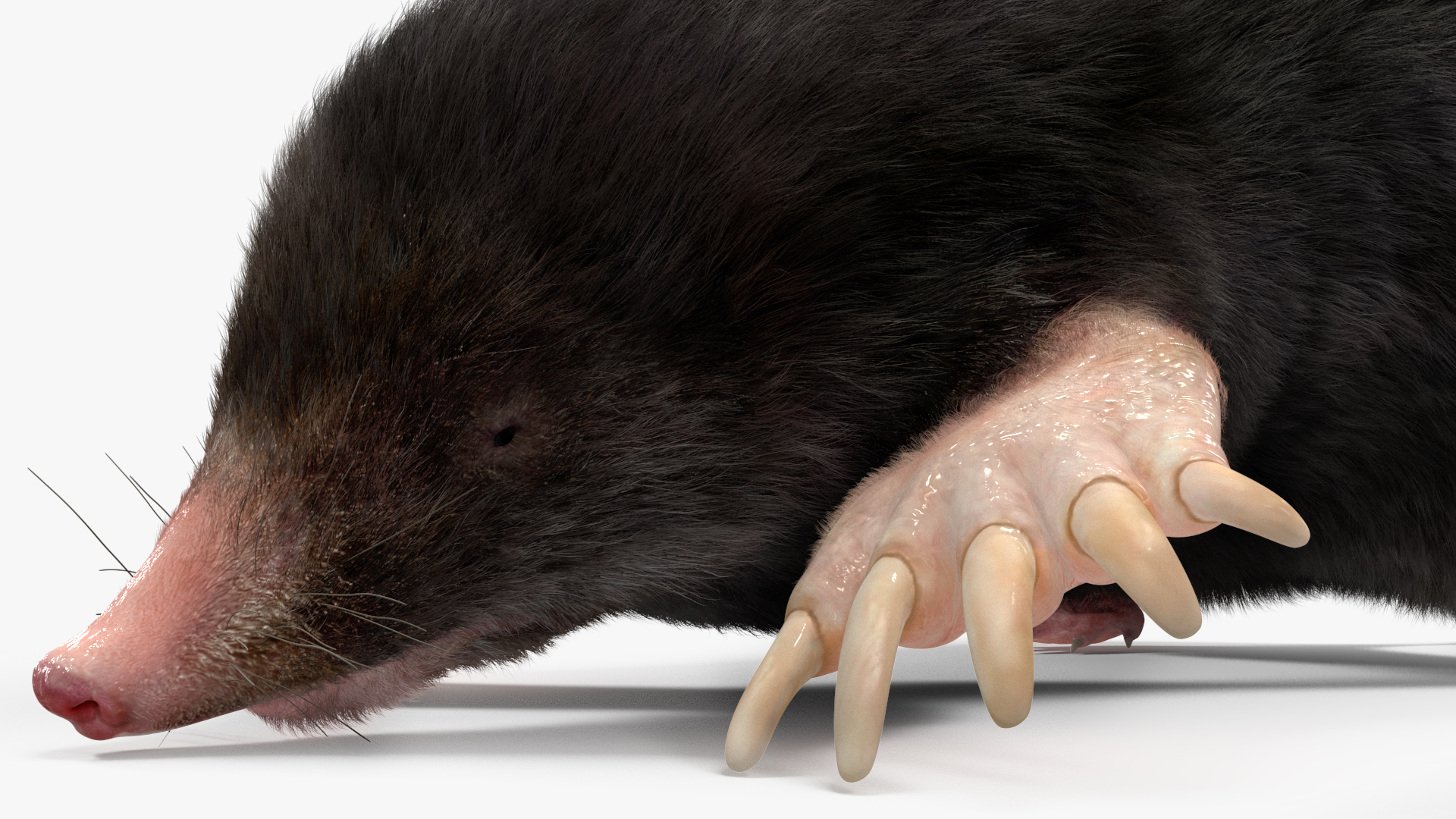 3D model Realistic Mole Animal Fur