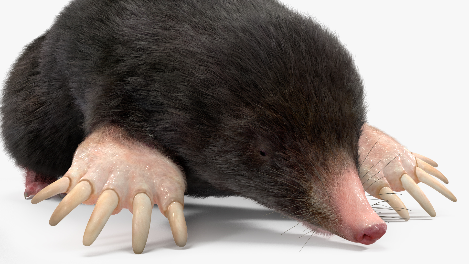 3D model Realistic Mole Animal Fur