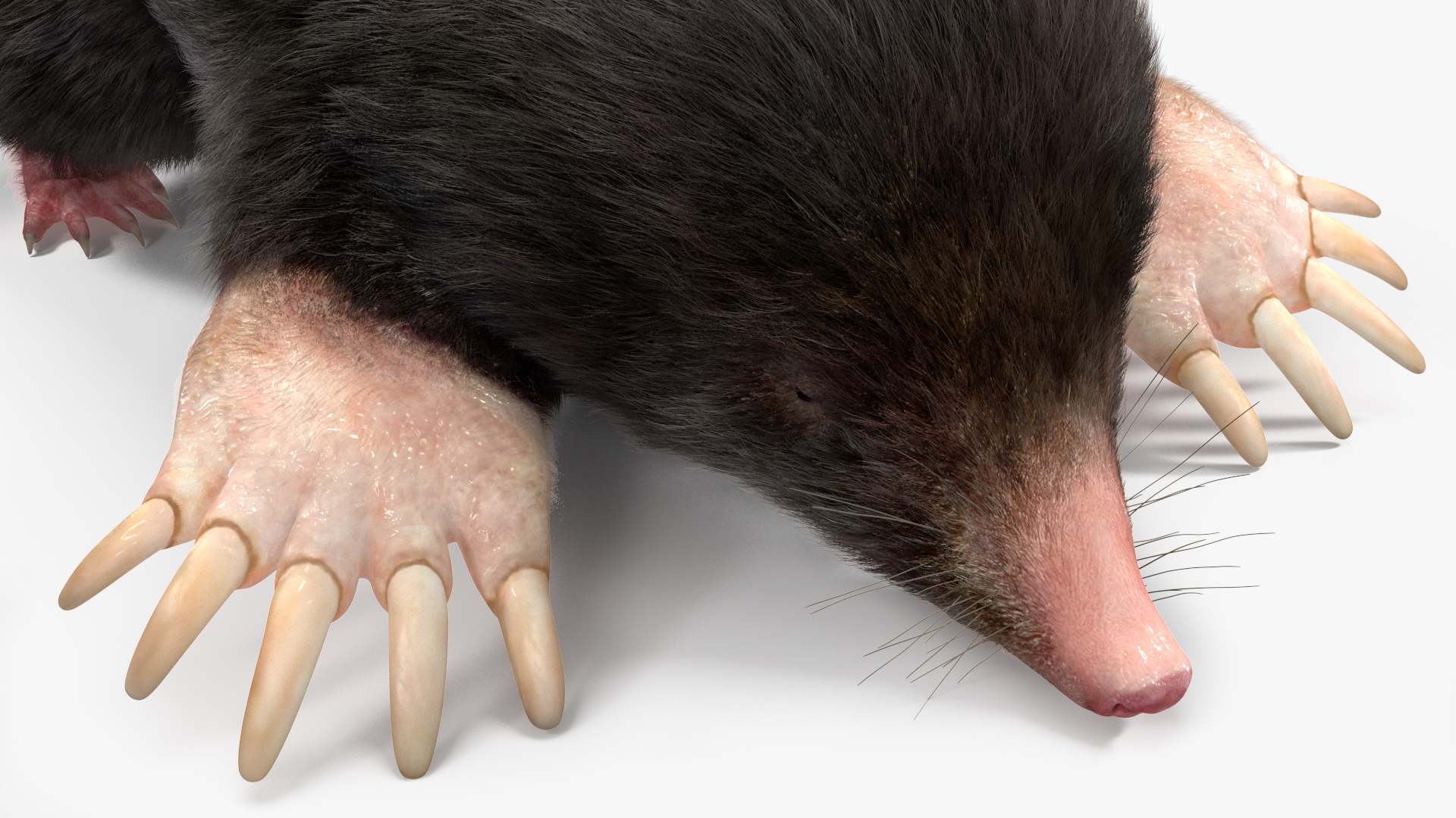 3D model Realistic Mole Animal Fur