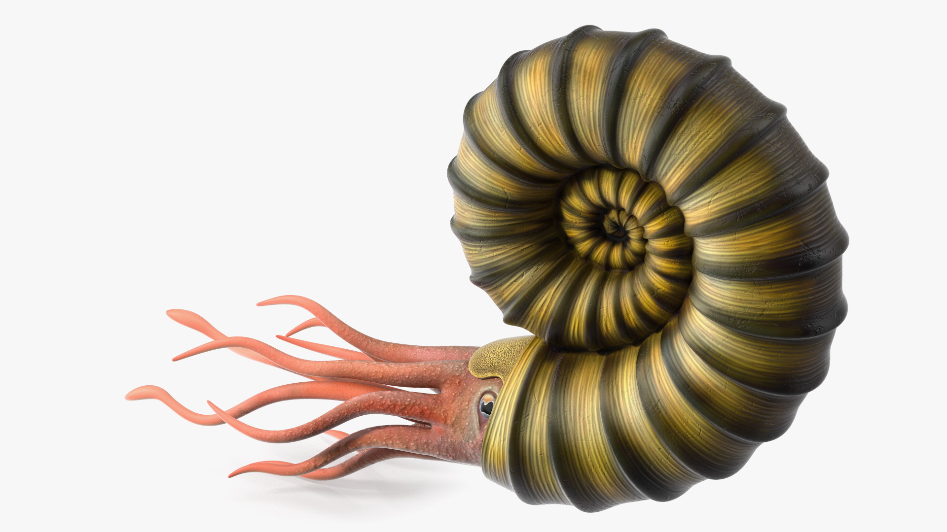 3D Ammonite for 3D Print