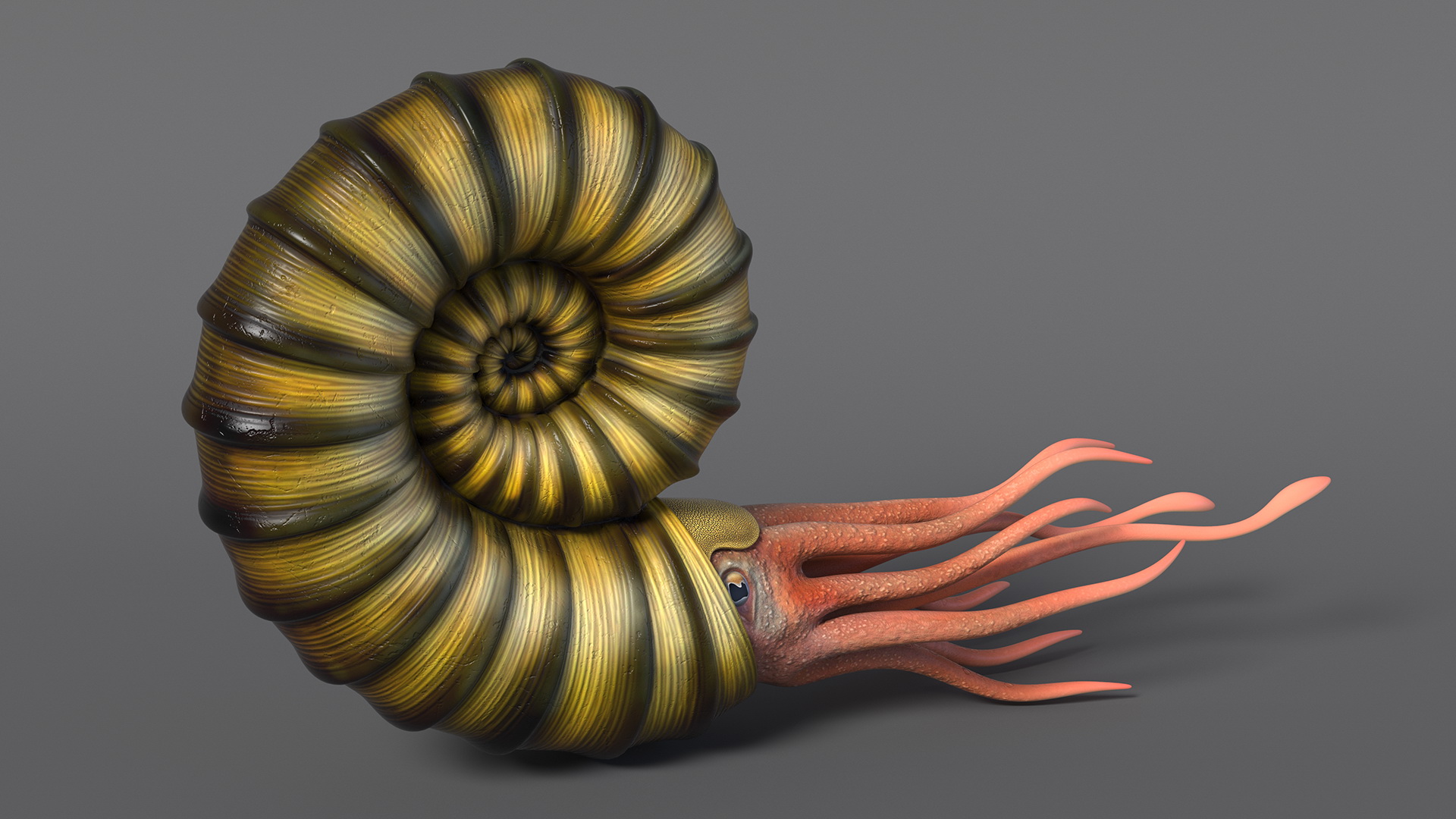 3D Ammonite for 3D Print