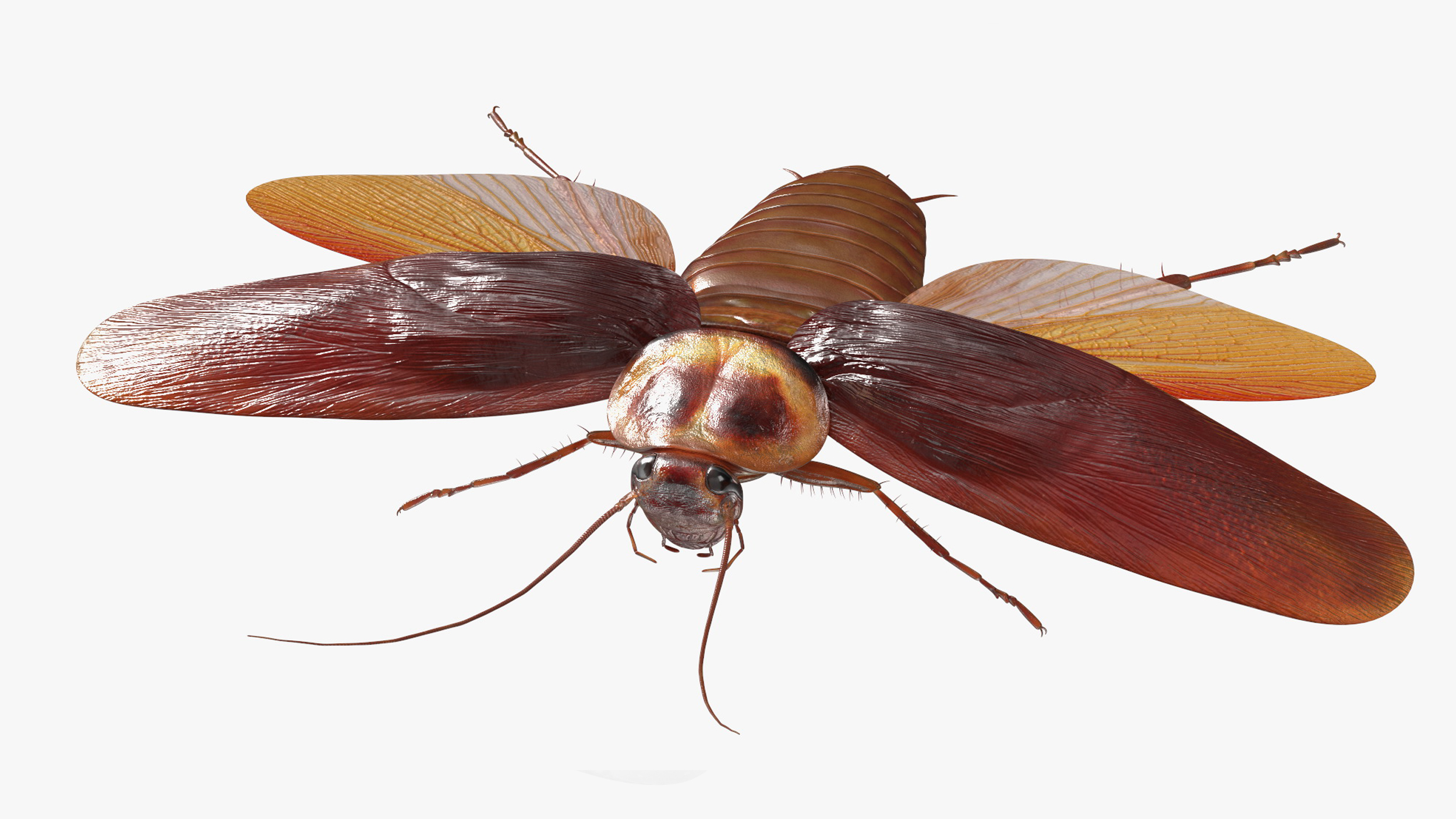 Flying Cockroach Rigged for Maya 3D