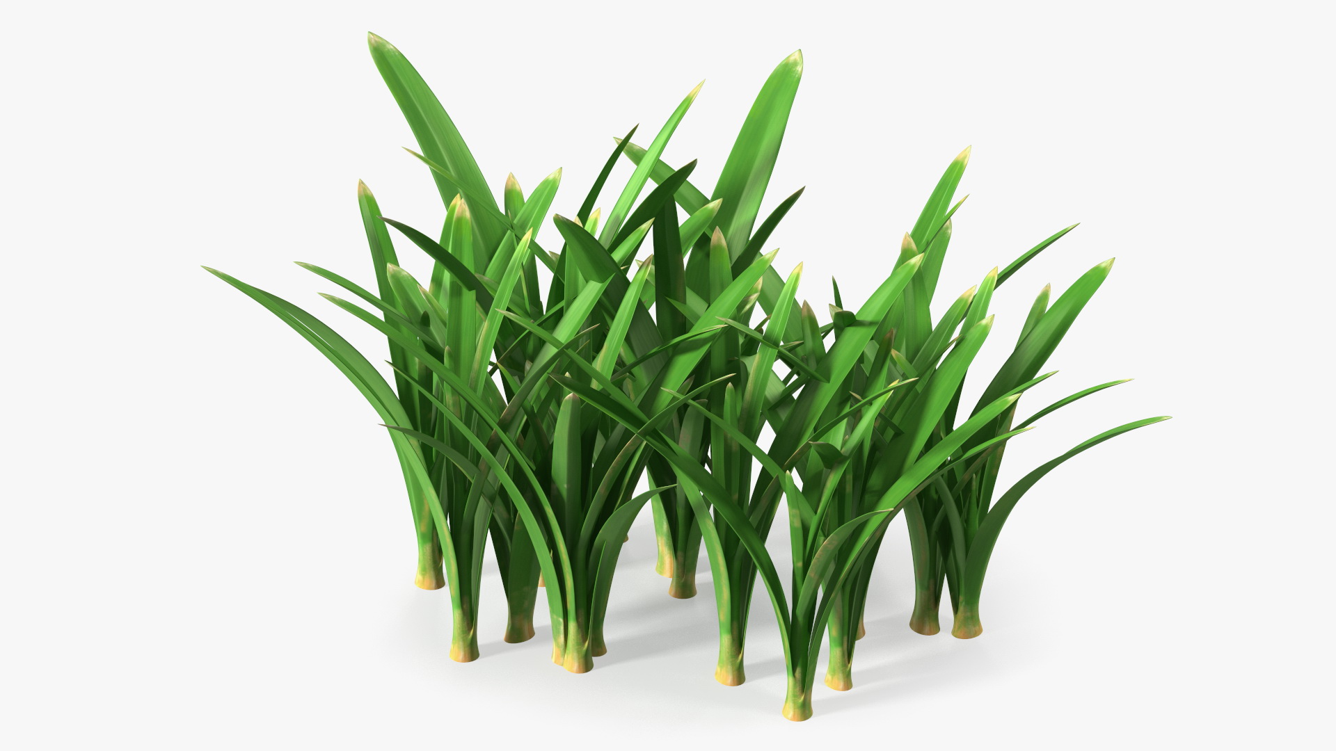 3D Realistic Grass Clump