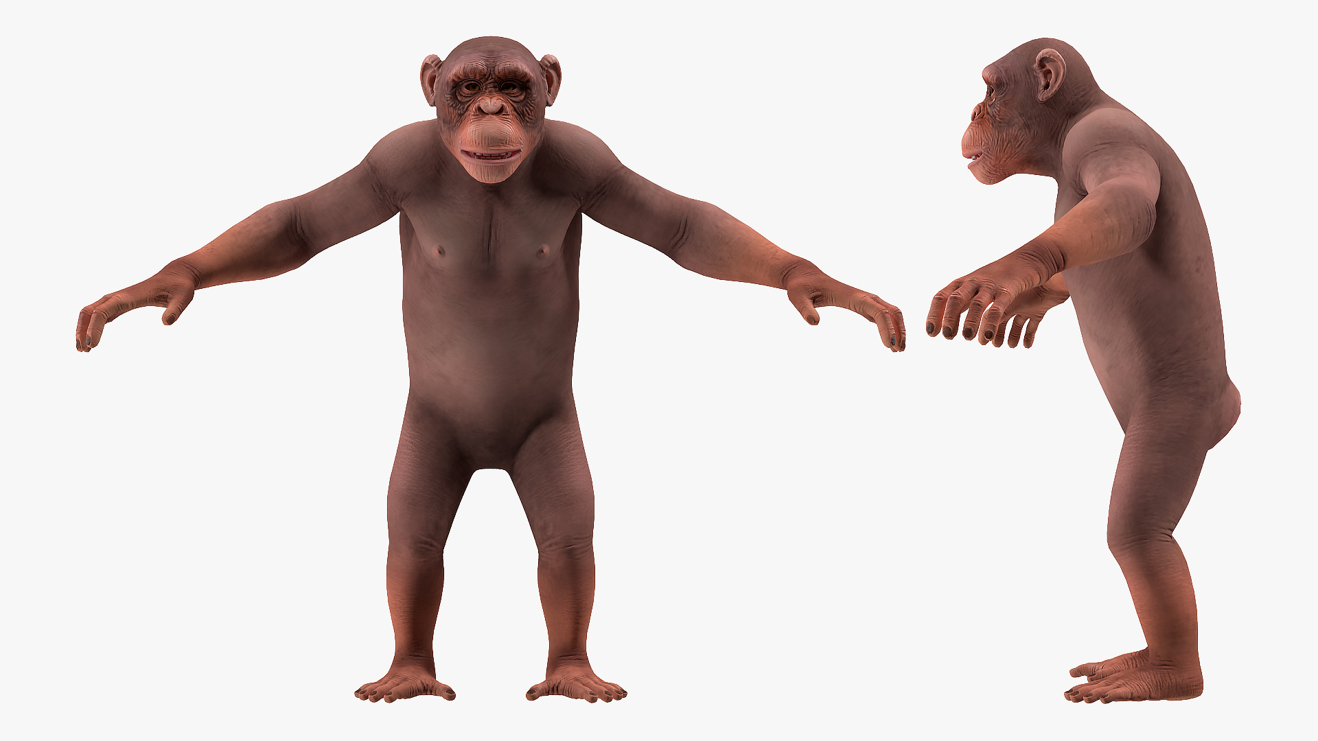 3D Light Chimpanzee Rigged model