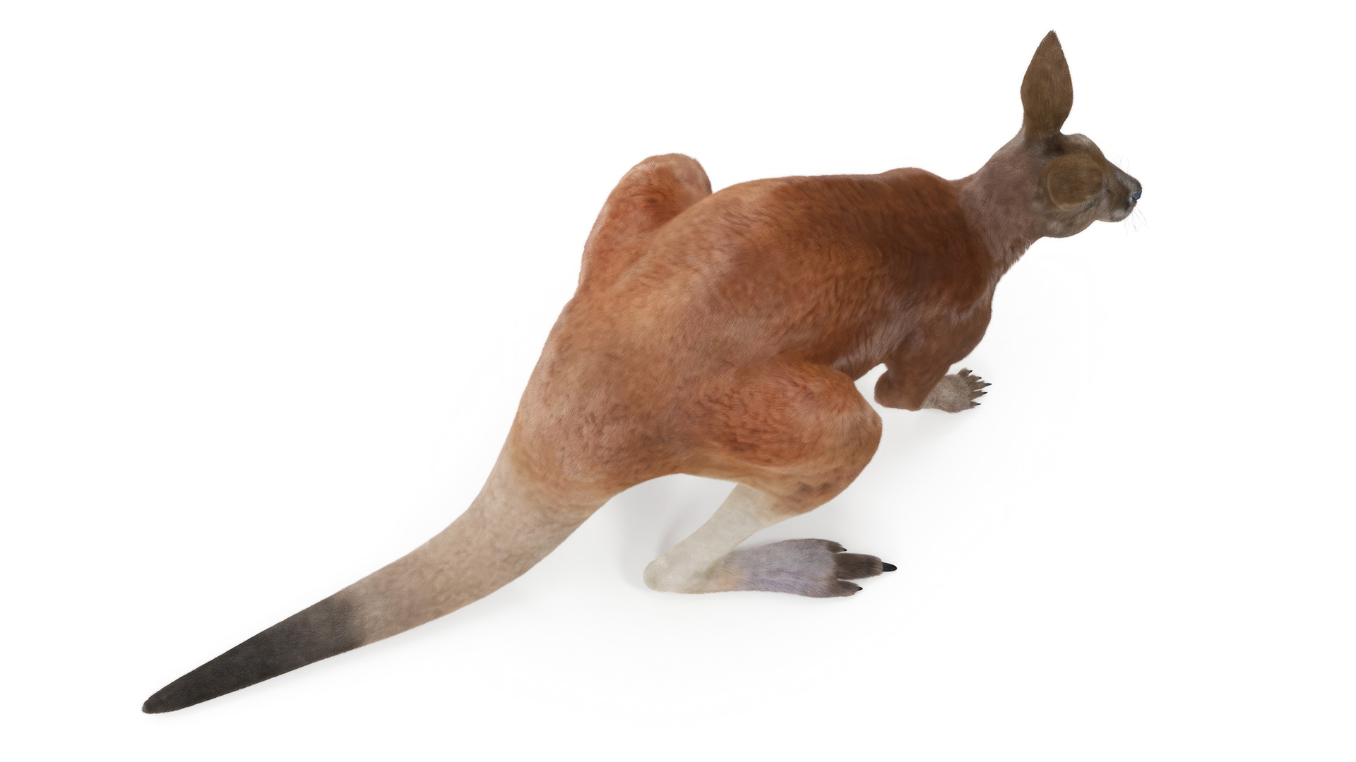 Kangaroo Stands on Four Paws Fur 3D