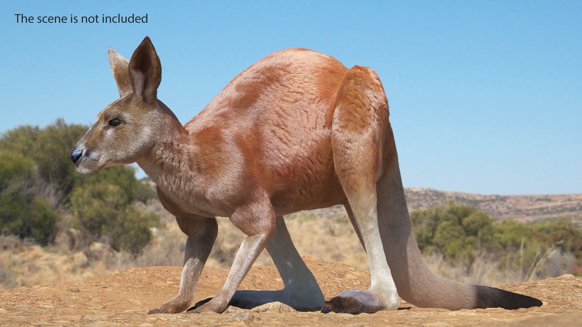 Kangaroo Stands on Four Paws Fur 3D