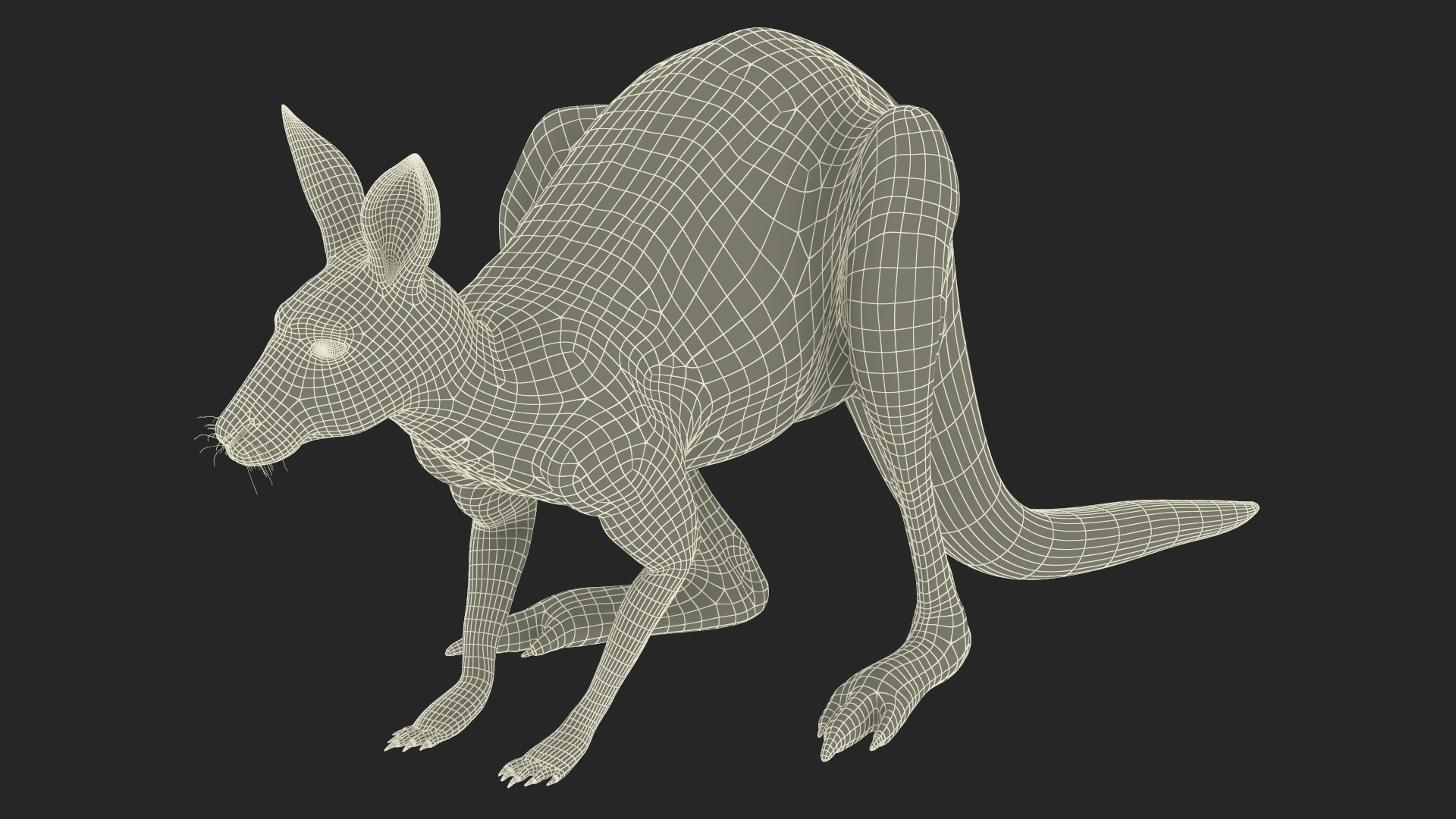 Kangaroo Stands on Four Paws Fur 3D