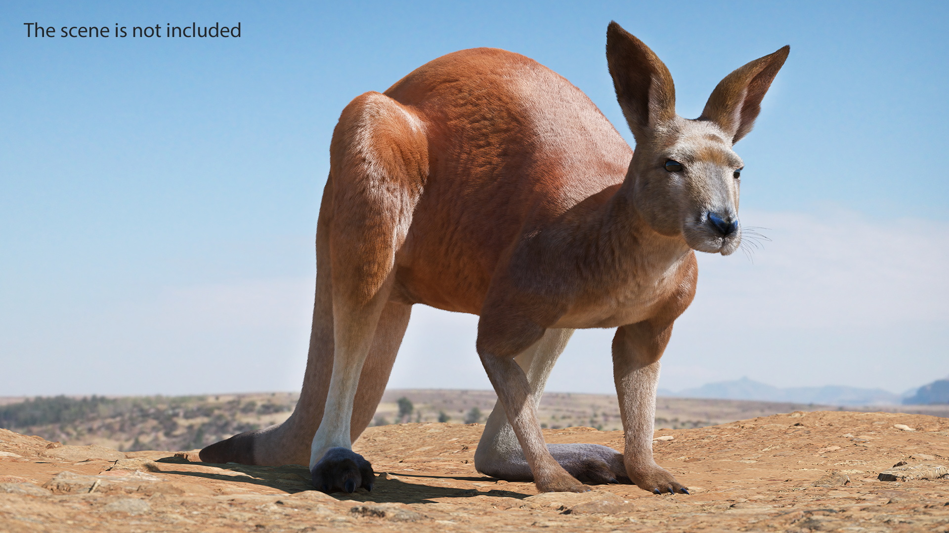 Kangaroo Stands on Four Paws Fur 3D