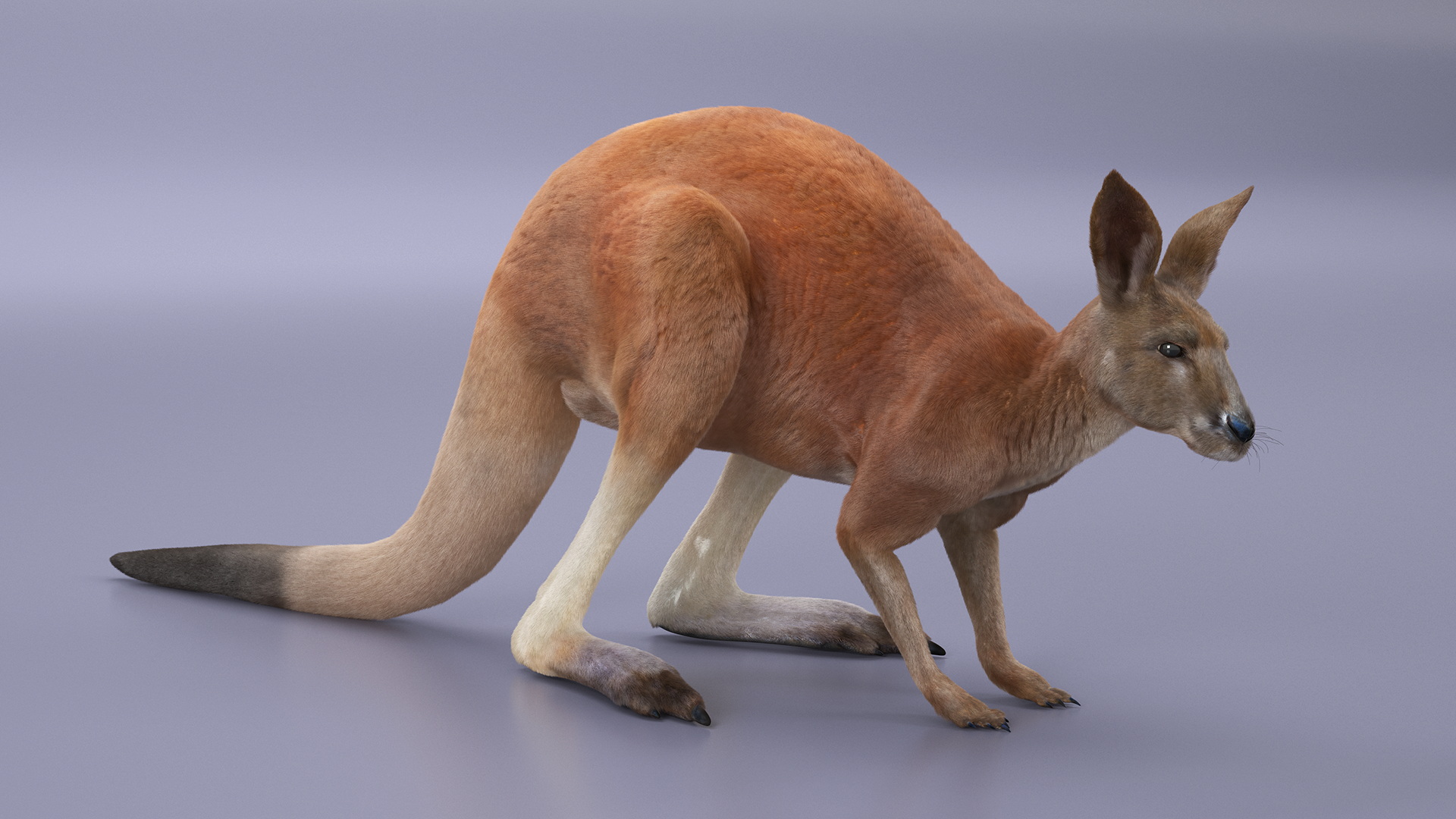 Kangaroo Stands on Four Paws Fur 3D