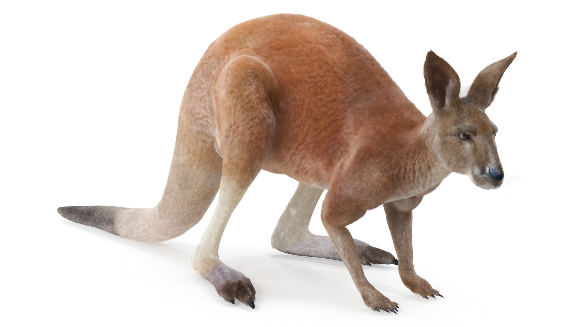 Kangaroo Stands on Four Paws Fur 3D