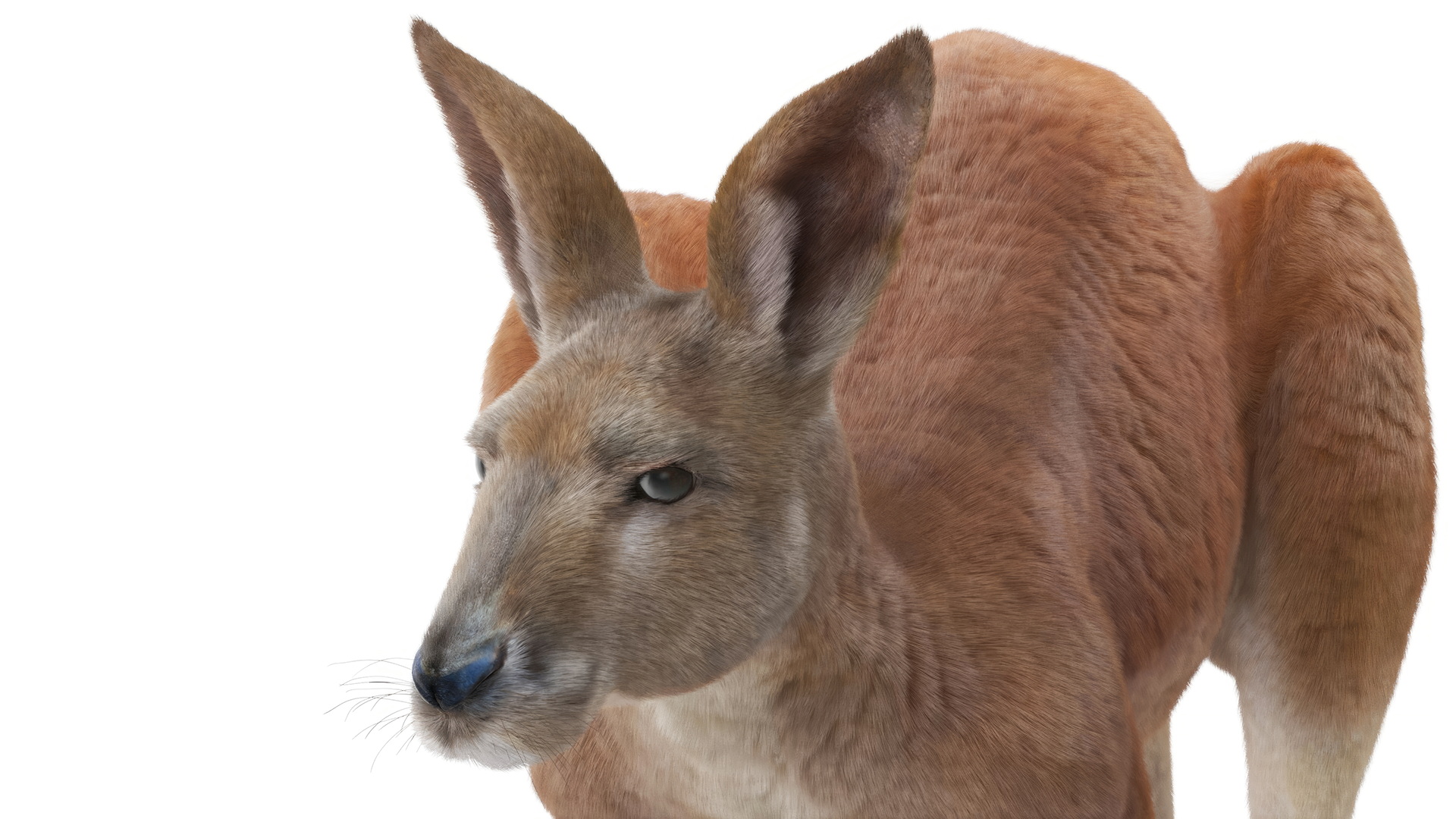 Kangaroo Stands on Four Paws Fur 3D