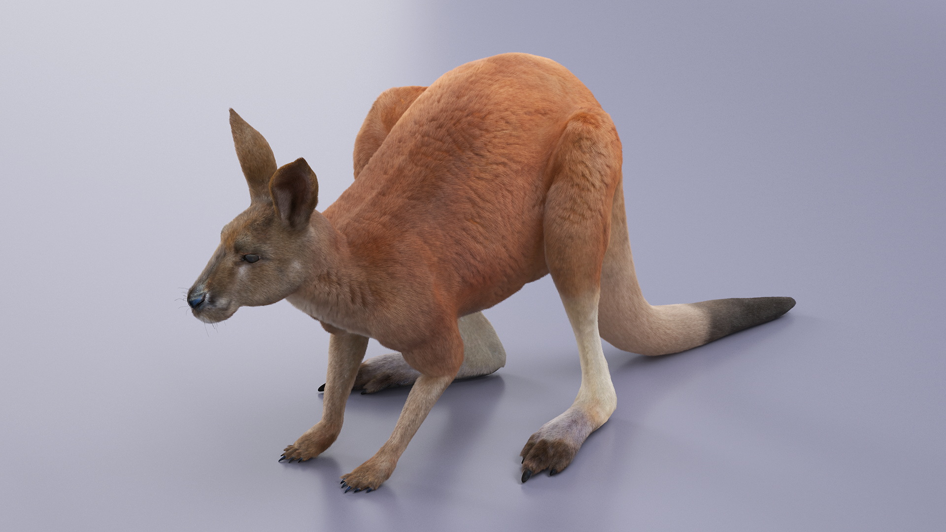 Kangaroo Stands on Four Paws Fur 3D