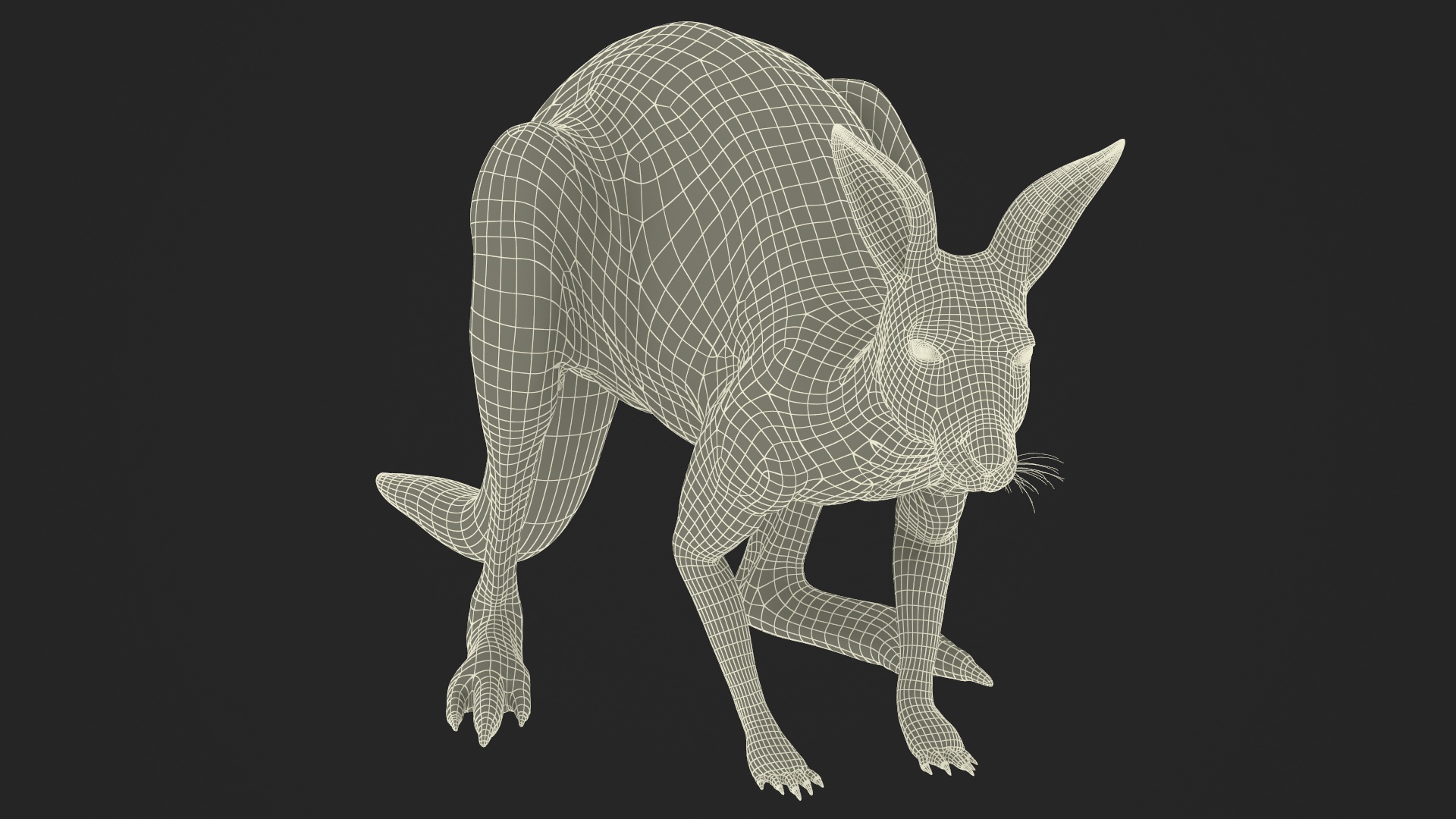 Kangaroo Stands on Four Paws Fur 3D