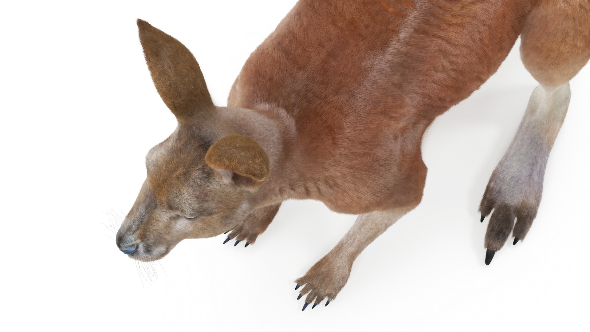 Kangaroo Stands on Four Paws Fur 3D