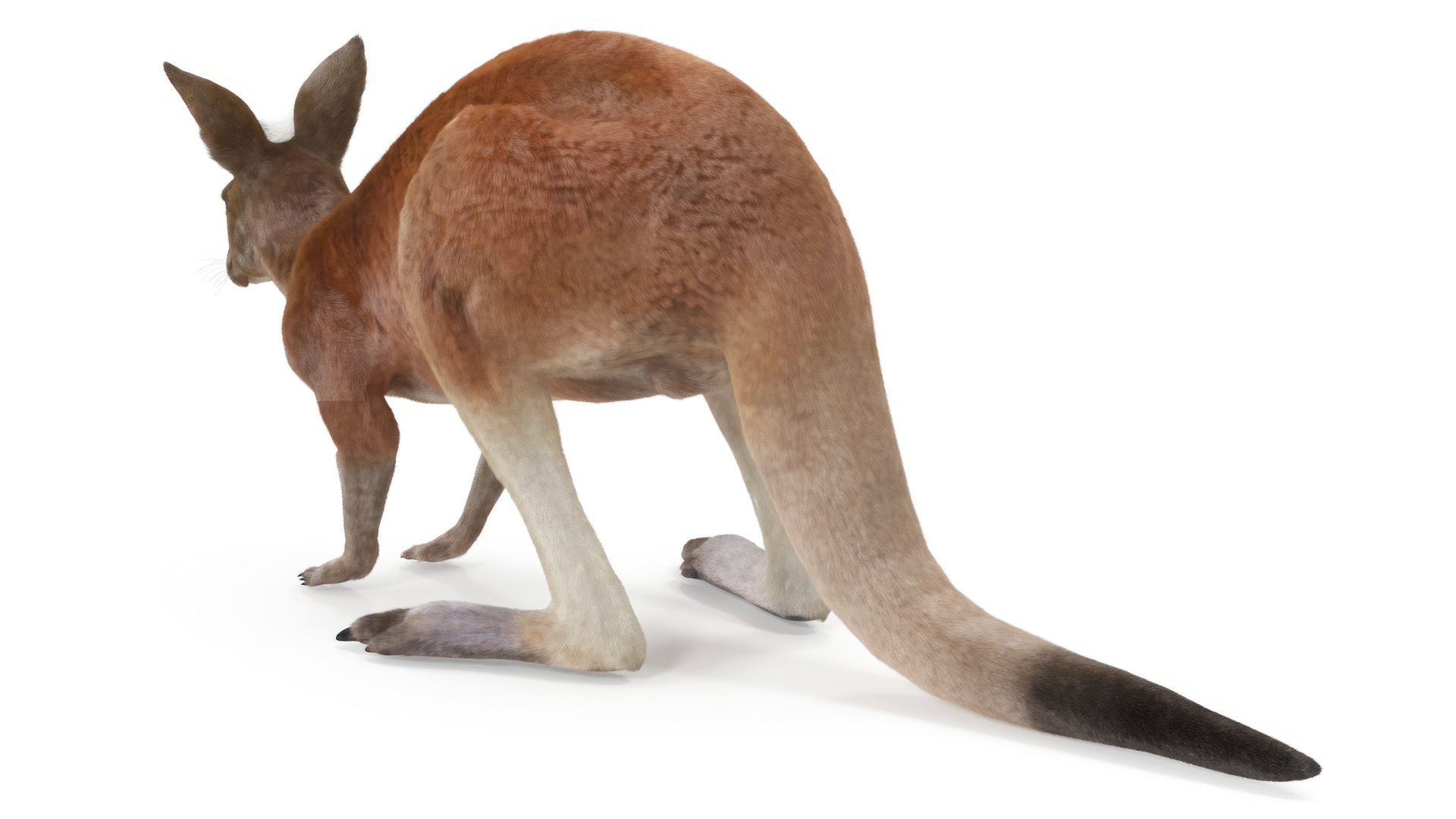 Kangaroo Stands on Four Paws Fur 3D