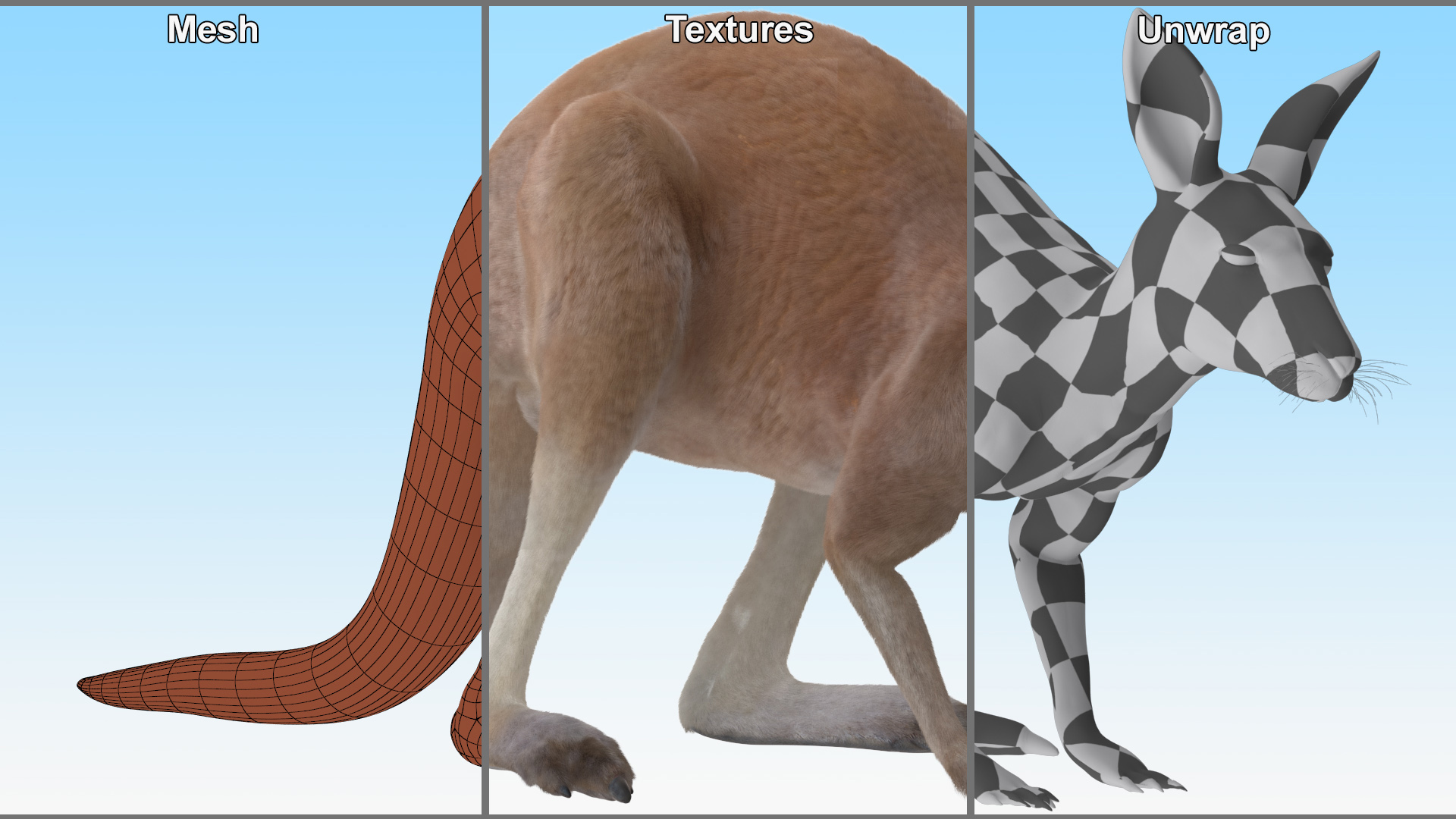 Kangaroo Stands on Four Paws Fur 3D