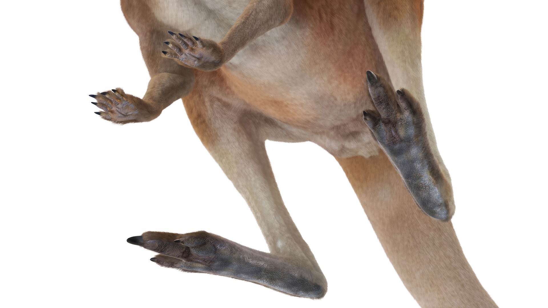 Kangaroo Stands on Four Paws Fur 3D