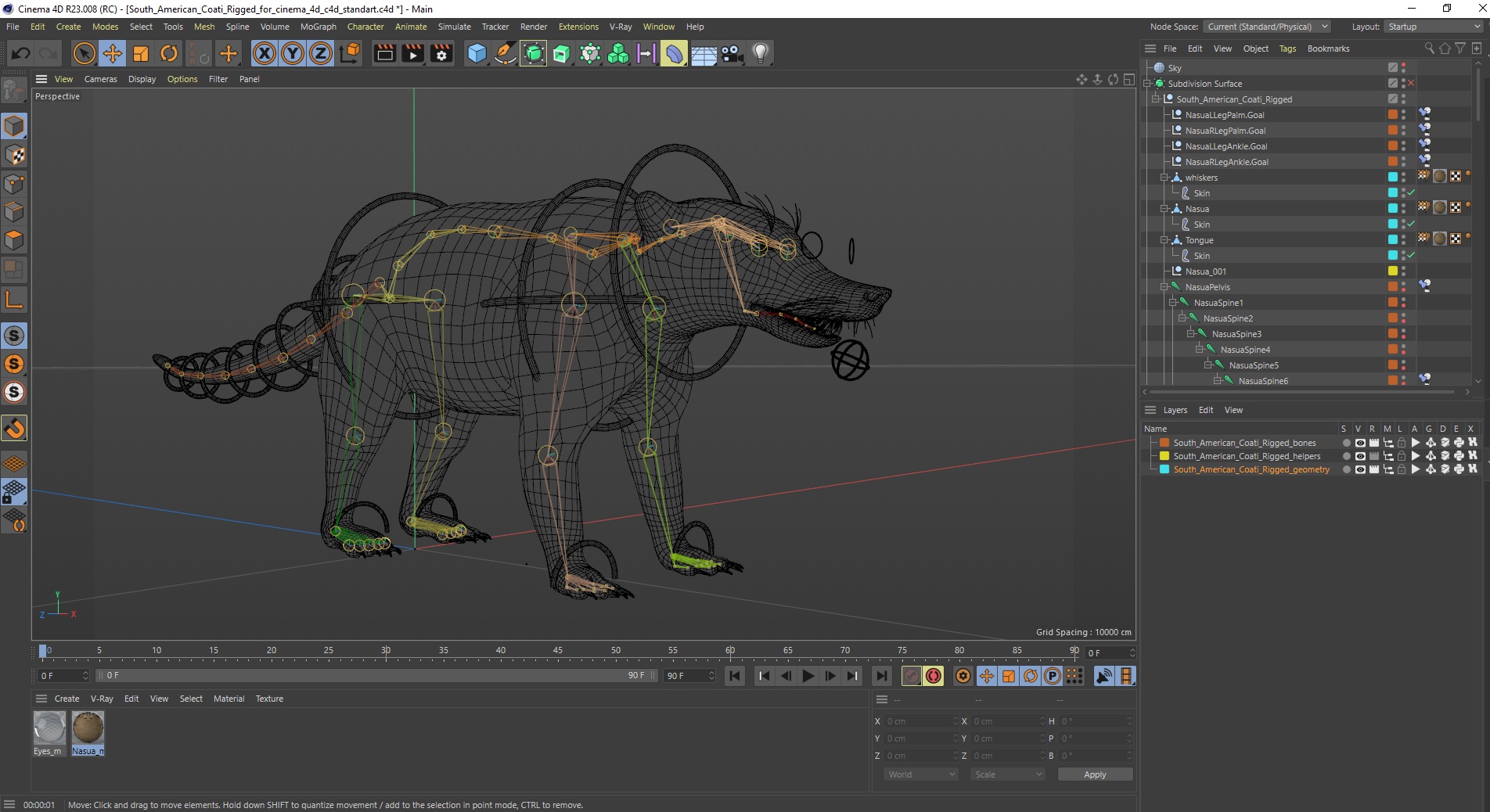 3D South American Coati Rigged for Cinema 4D