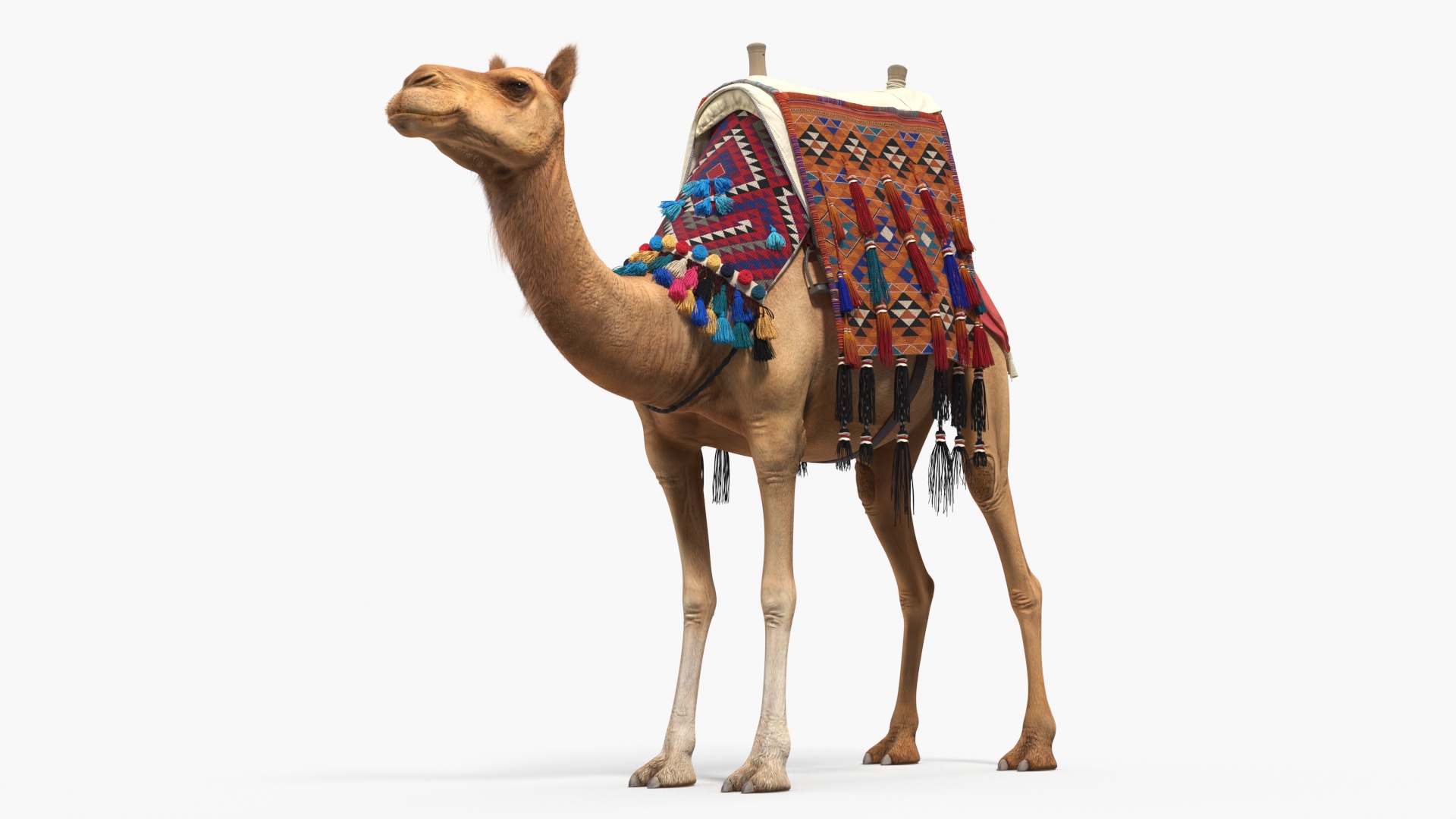 3D Camel with Decorated Saddle Fur